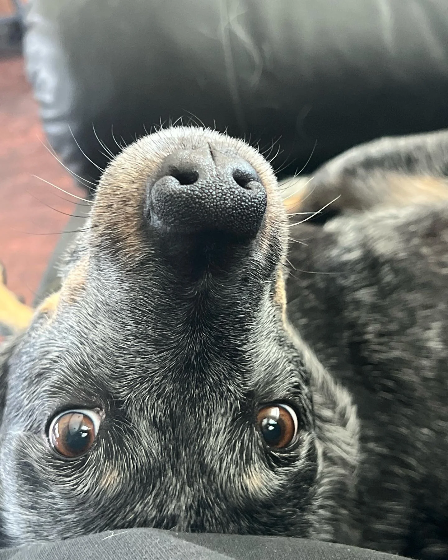 McKenna is just the sweetest girl and loves all the snuggles!! #roversittersofinstagram #roverpetsitter #royaloakdogwalkers #royaloak #dogsofinstagram #dogsofmichigan #dogslife  #dogwalkerlife #petsittersofinstagram #petsittingservices #doglife #pets