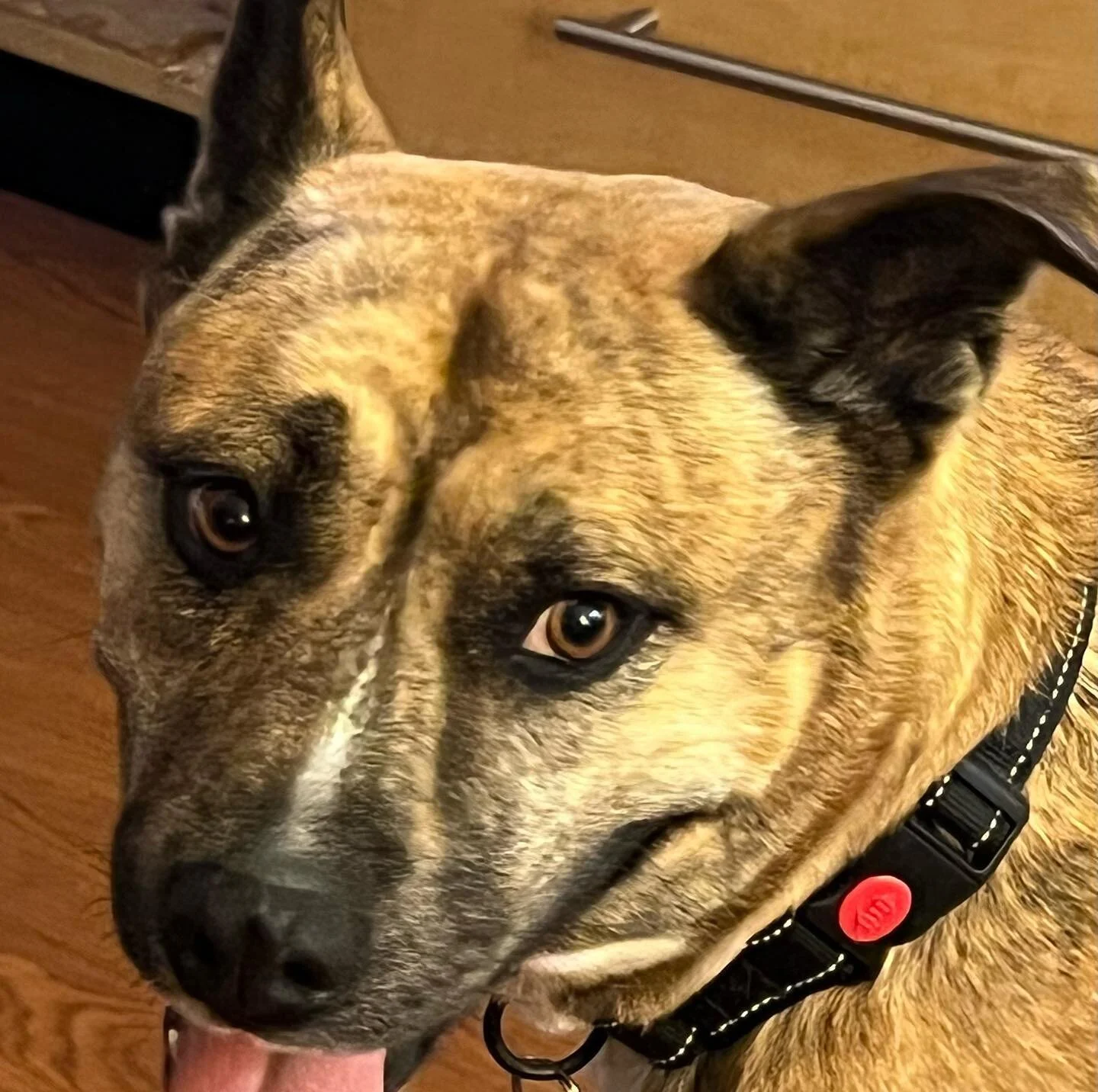 Fran is one of the happiest and sweetest dogs! #highlandparkdogboarding #highlandparkdogs #highlandparkdogsitter #petsitting #petsitter #dogwalking #dogwalker #dogsofinstagram #dogs #pets #dog #dogsitting #petsitterlife #dogsitter #doglover #petcare 