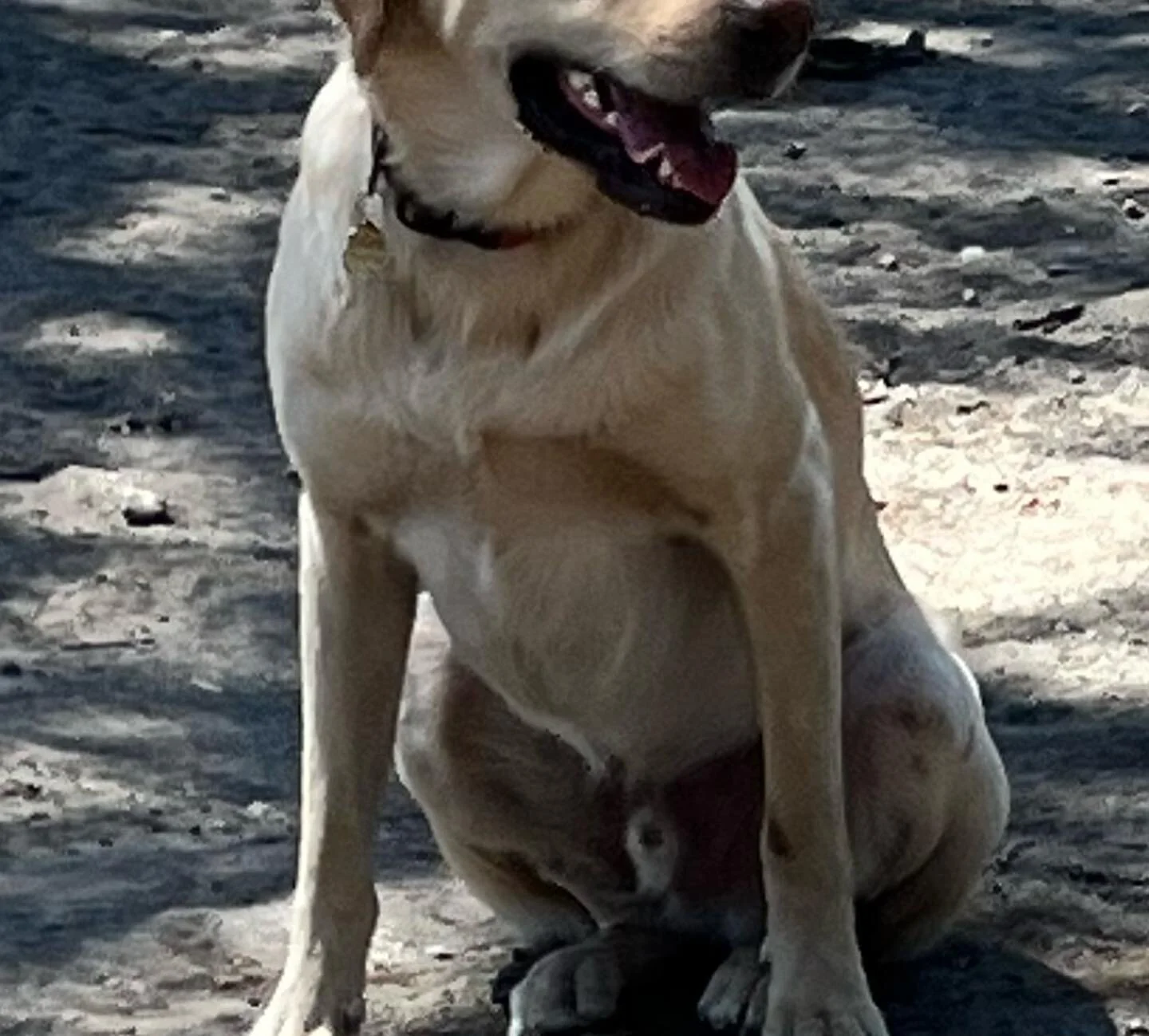 River is just just your everyday energetic lab who loves people and loves making new 4 legged friends #labradorretriever #puppiesofinstagram #roversitters #roversittersofinstagram #roverpetsitter #labsofinstagram #labradorpuppy #labrador #highlandpar
