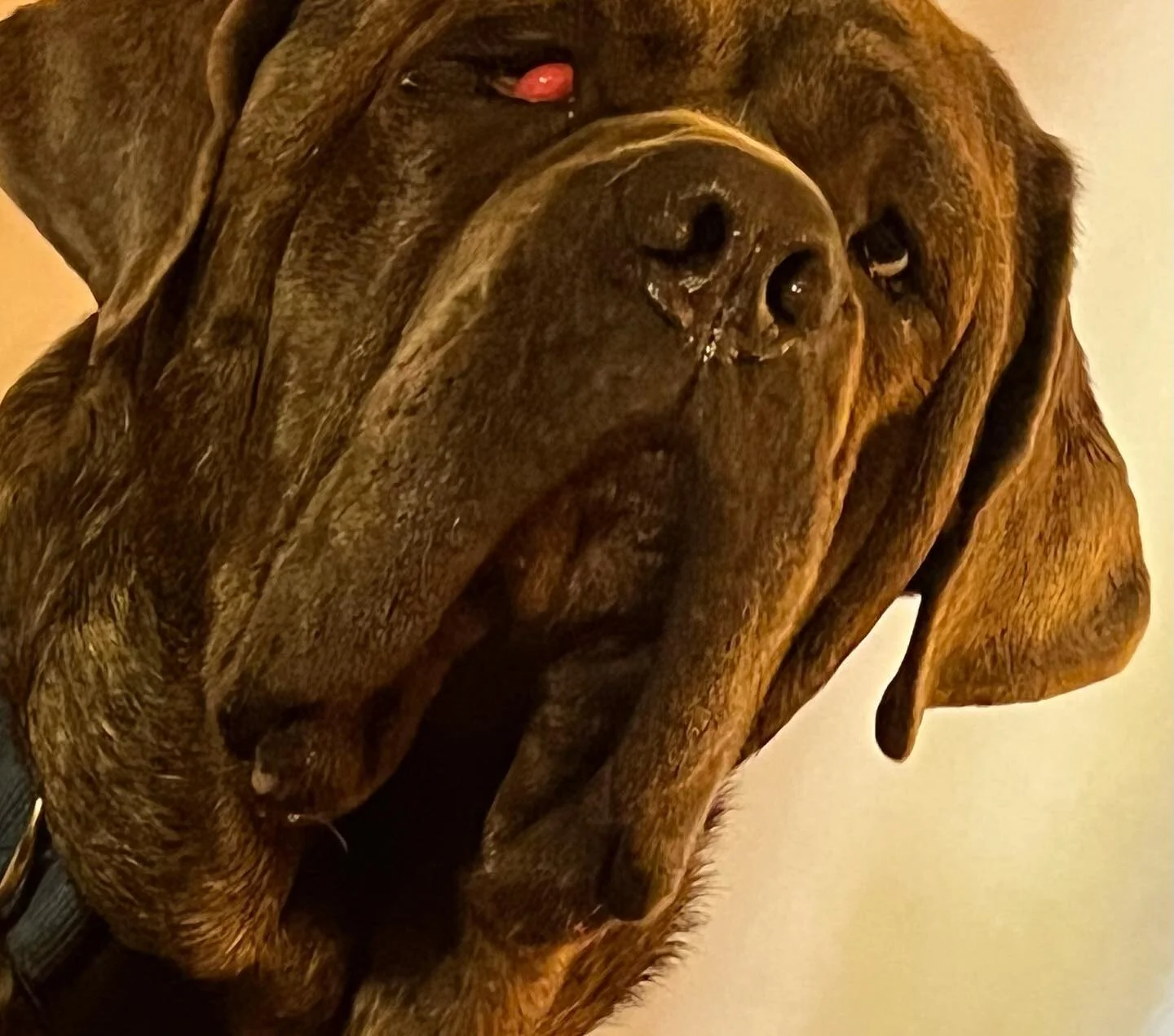 2 of the sweetest Cane Corso&rsquo;s - Truth and Promise #catchdogtraining #canecorso #canecorsolife #canecorsoofinstagram #canecorsomania #dogsittersofinstagram #doglife #doglife🐶 #petsitting #petsitter #petsitteradventures #petsitterlife