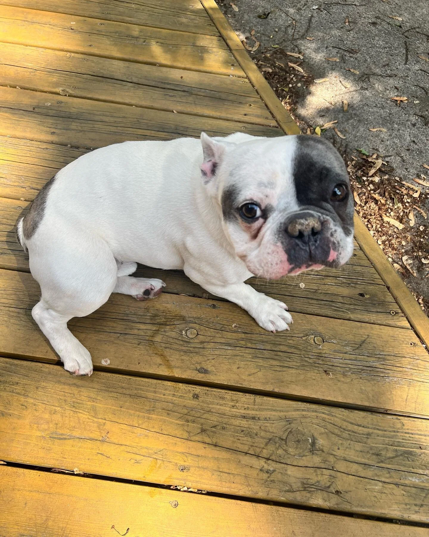 Memorial weekend 2022! Thank you @alankpetcare #petsitting #petsitter #dogwalking #dogwalker #dogsofinstagram #dogs #pets #dog #dogsitting #petsitterlife #dogsitter #doglover #petcare #petsofinstagram #dogoftheday #dogboarding #pet #dogstagram #puppy