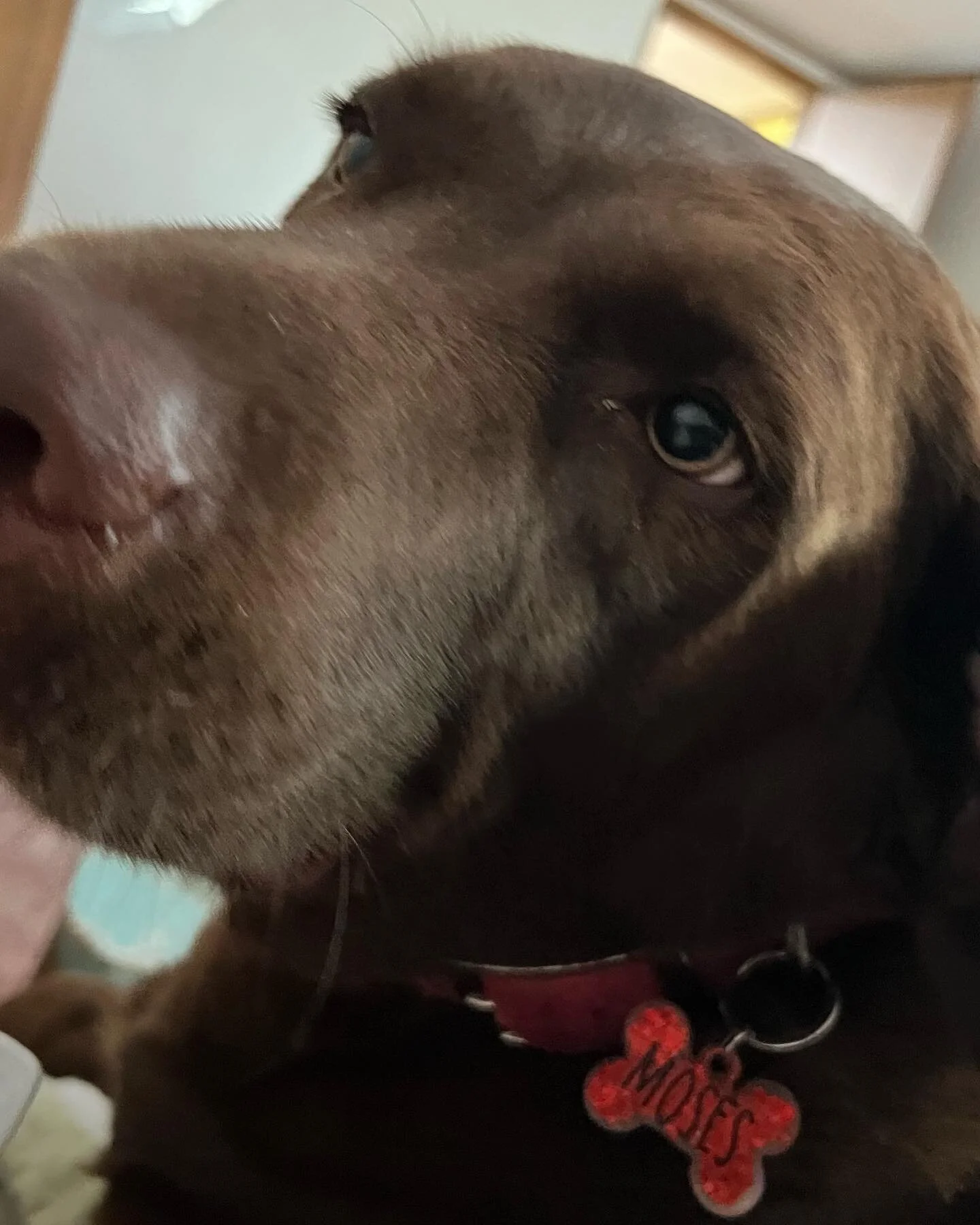 I had a great time visiting my mom and Moses. Thank you for a nice time @nancy.stachowiak.9 #cadillacmichigan #cadillacdogpark #dogsofcadillacmichigan #dogsofinsta #dogstagram #dog #labsofinstagram #labradorretriever