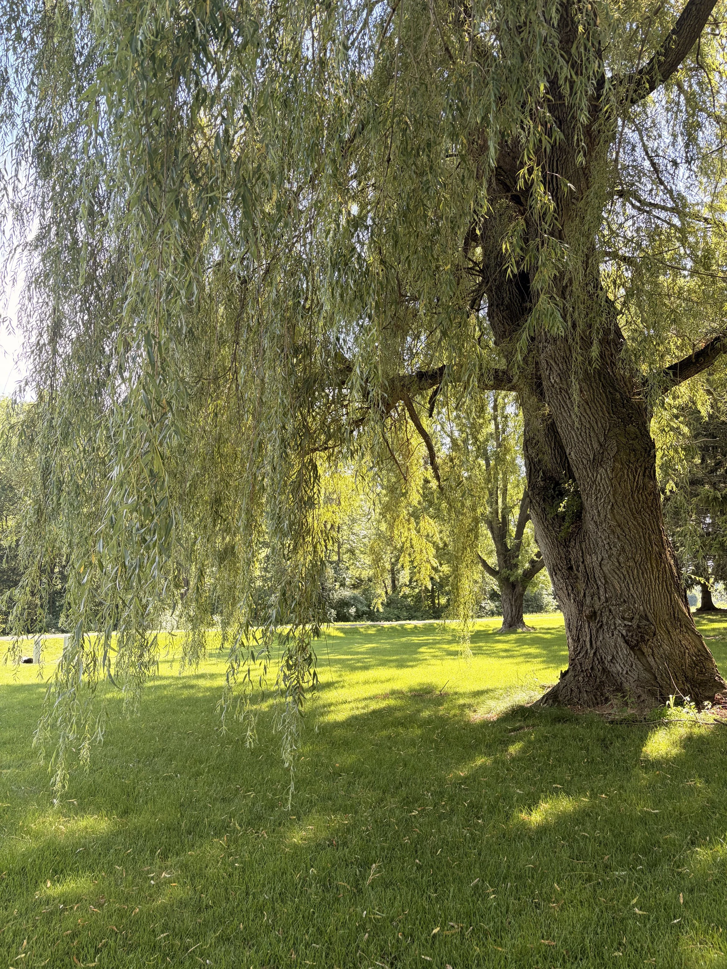 Willow Stride 3.jpg