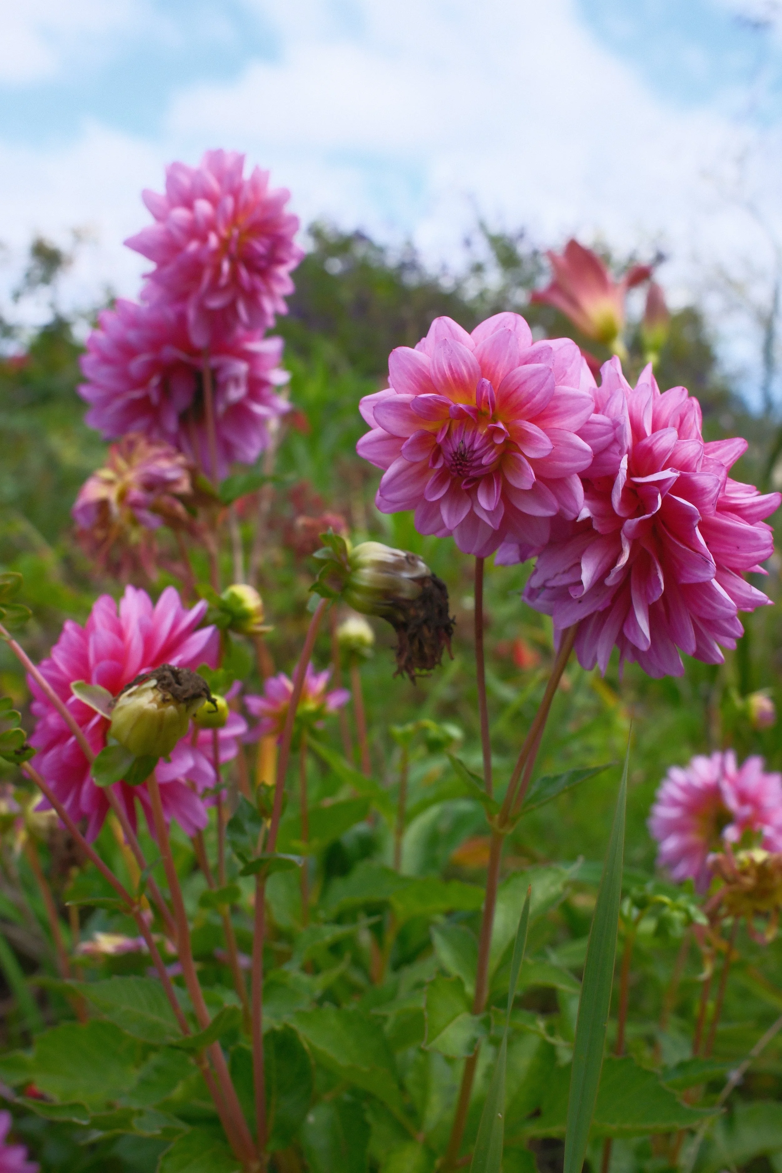 DSCF9303.JPG