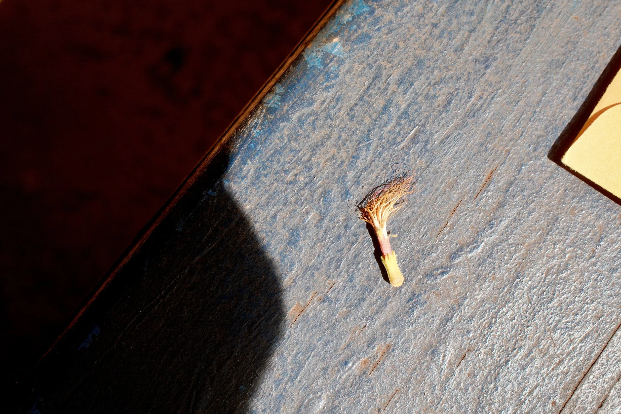 DSCF1158.JPG
