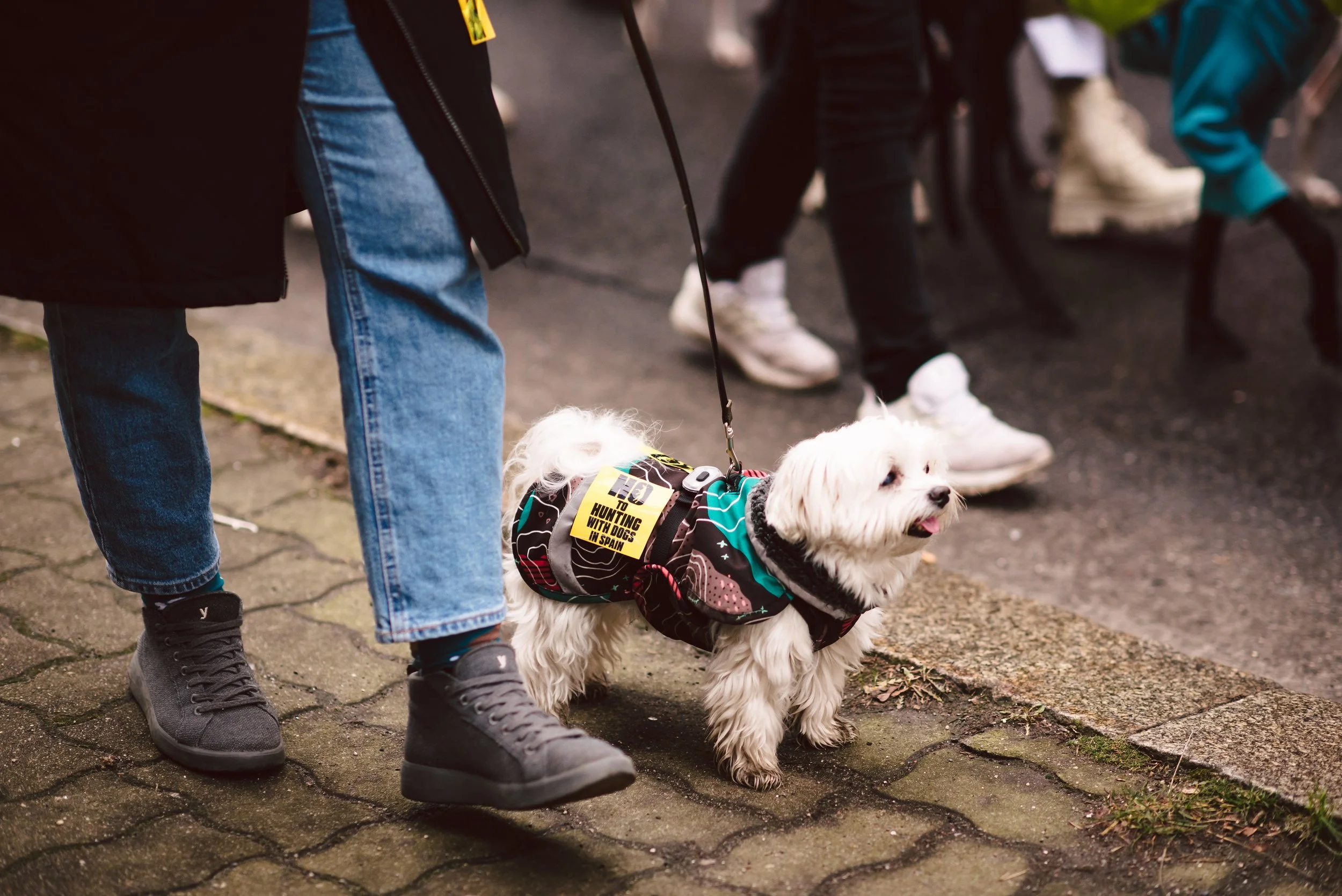 Berliner Galgomarsch 2025 ©Fotosally | www.fotosally.de