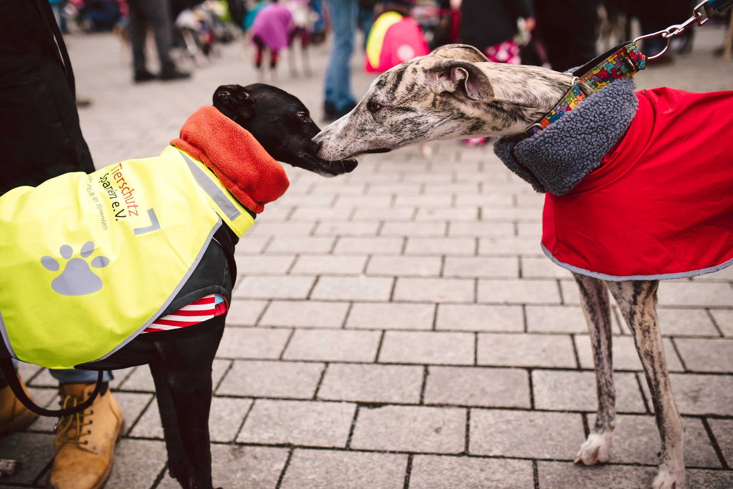 Berliner Galgomarsch 2025 ©Fotosally | www.fotosally.de