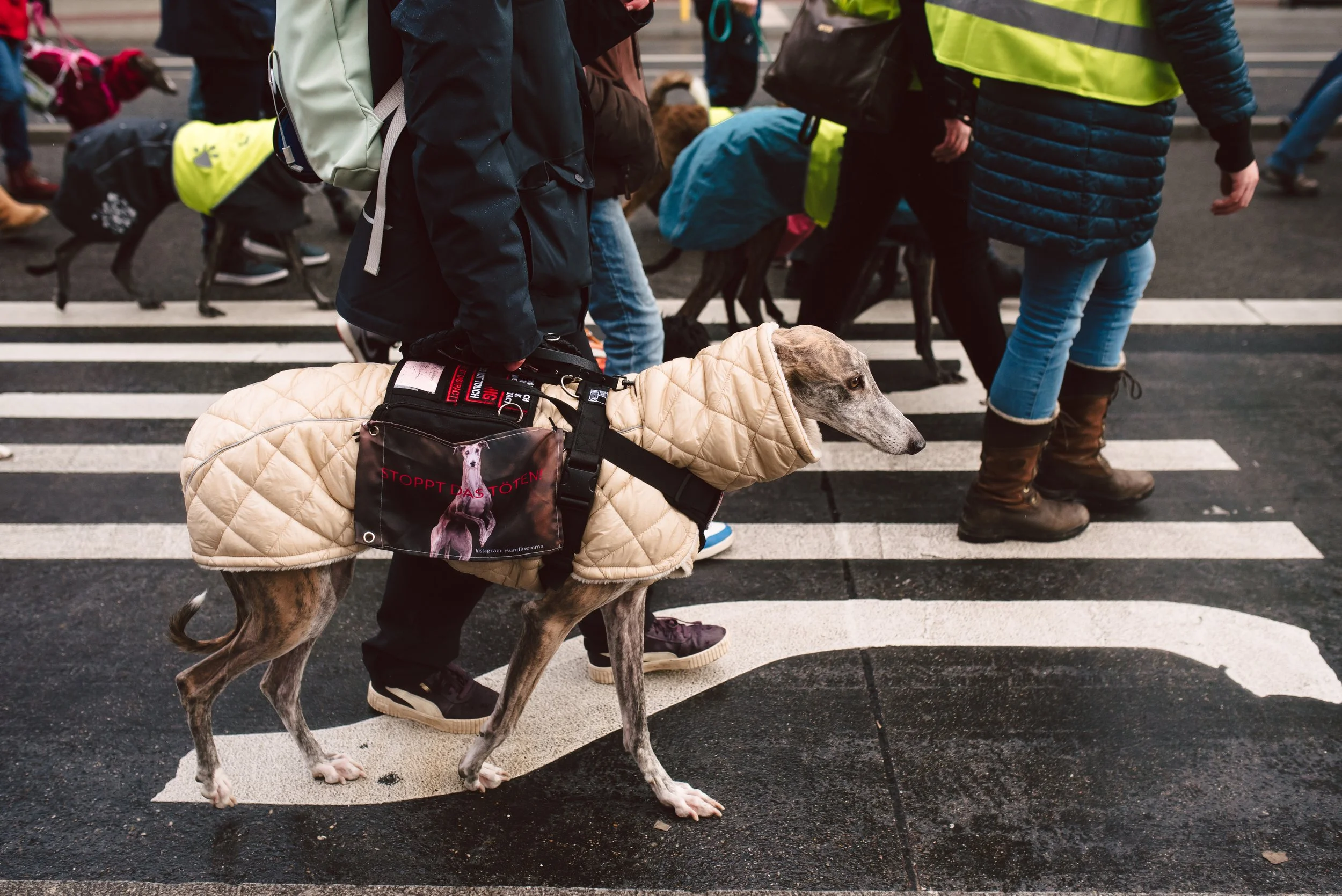 Berliner Galgomarsch 2025 ©Fotosally | www.fotosally.de