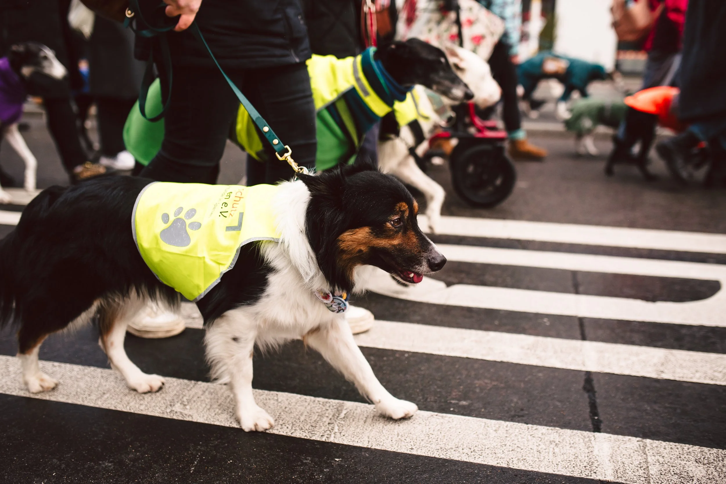 Berliner Galgomarsch 2025 ©Fotosally | www.fotosally.de