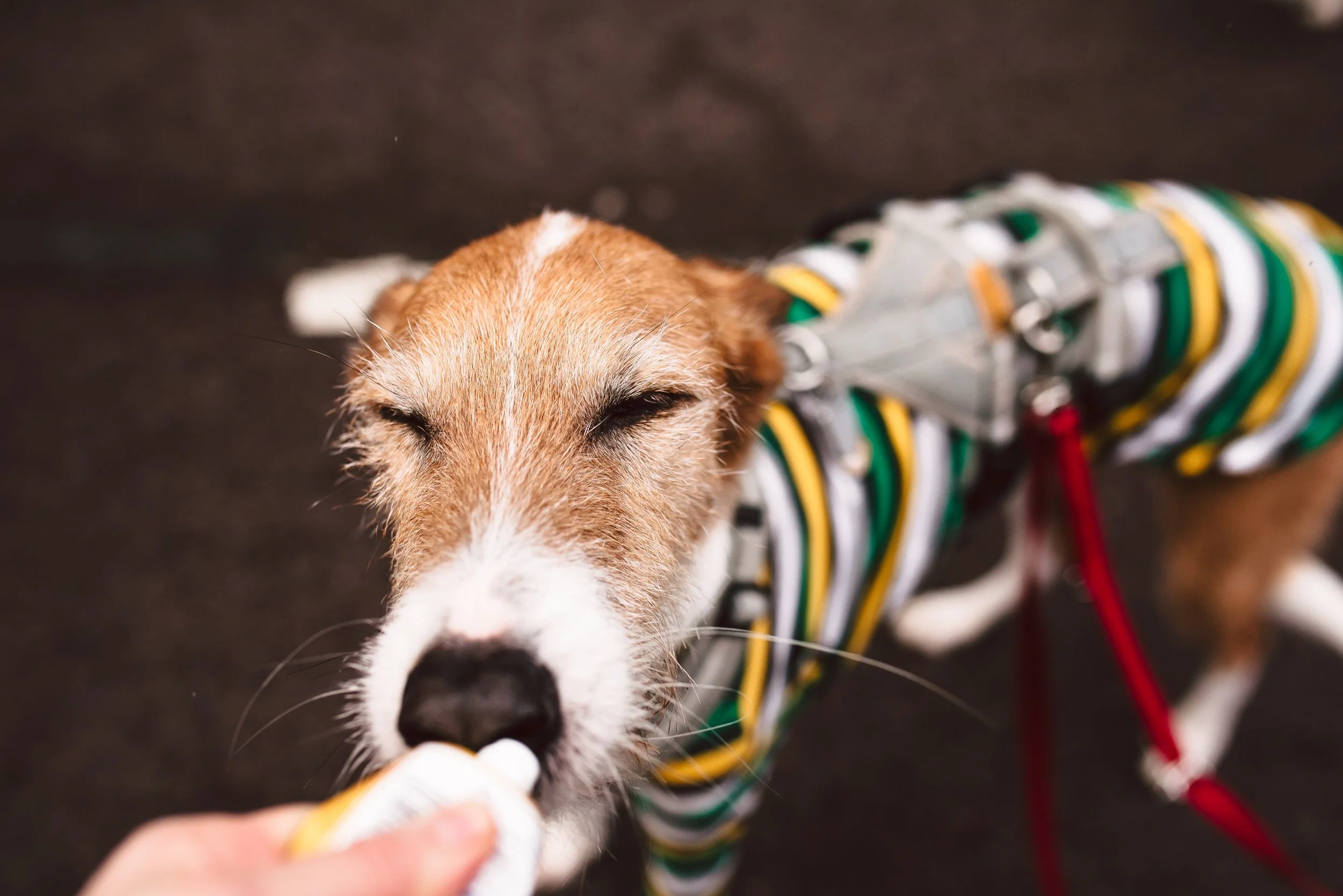 Berliner Galgomarsch 2025 ©Fotosally | www.fotosally.de