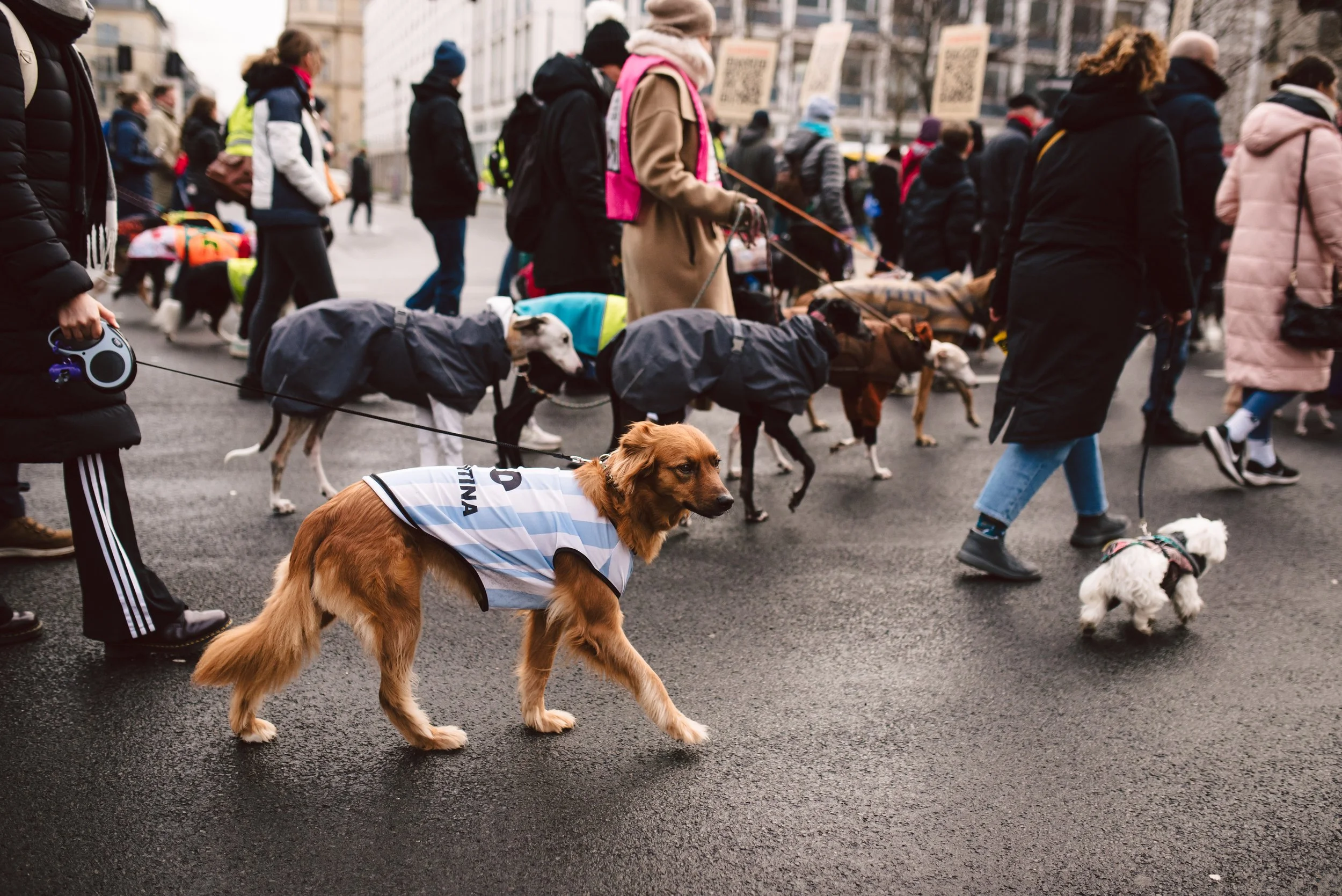Berliner Galgomarsch 2025 ©Fotosally | www.fotosally.de