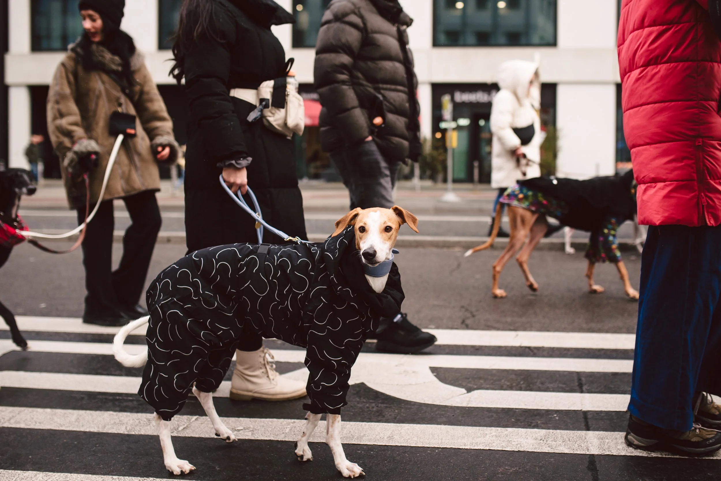 Berliner Galgomarsch 2025 ©Fotosally | www.fotosally.de