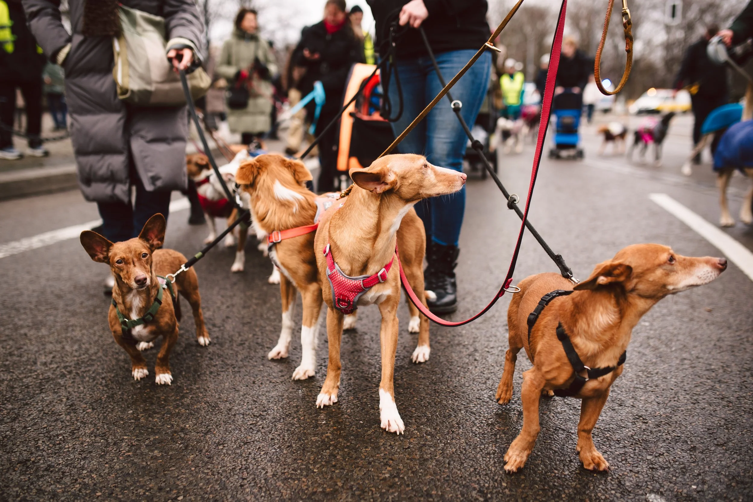 Berliner Galgomarsch 2025 ©Fotosally | www.fotosally.de