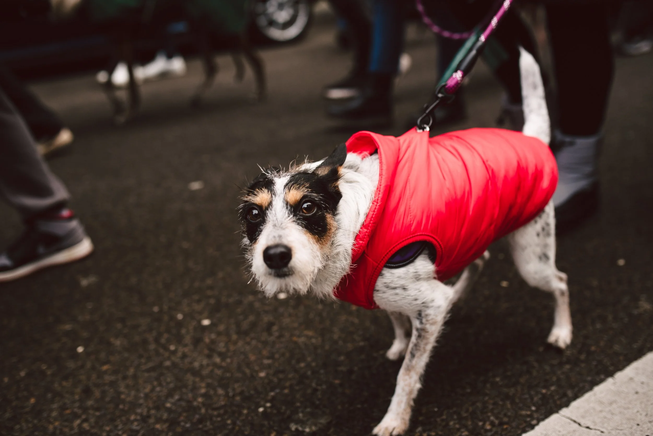 Berliner Galgomarsch 2025 ©Fotosally | www.fotosally.de