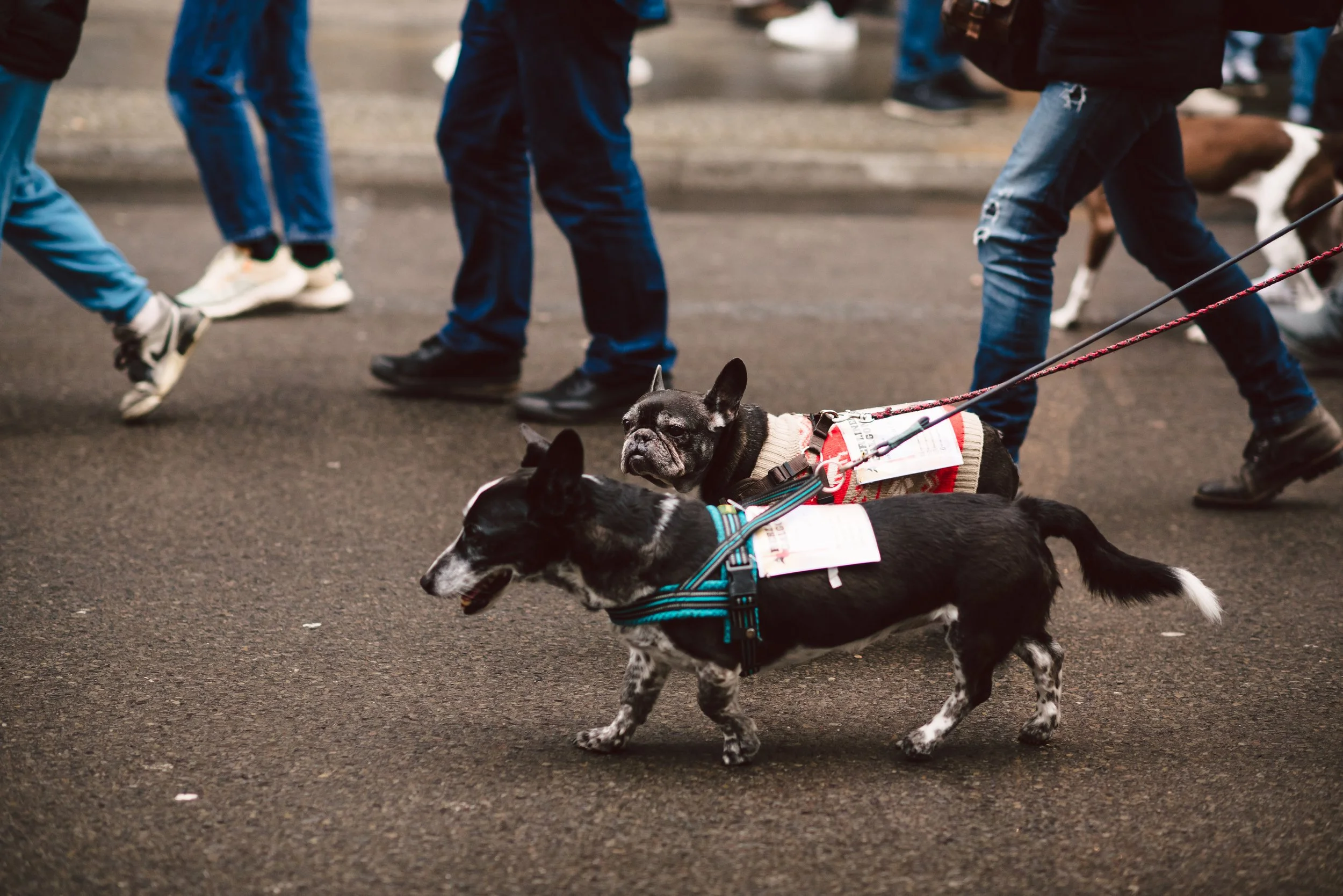 Berliner Galgomarsch 2025 ©Fotosally | www.fotosally.de