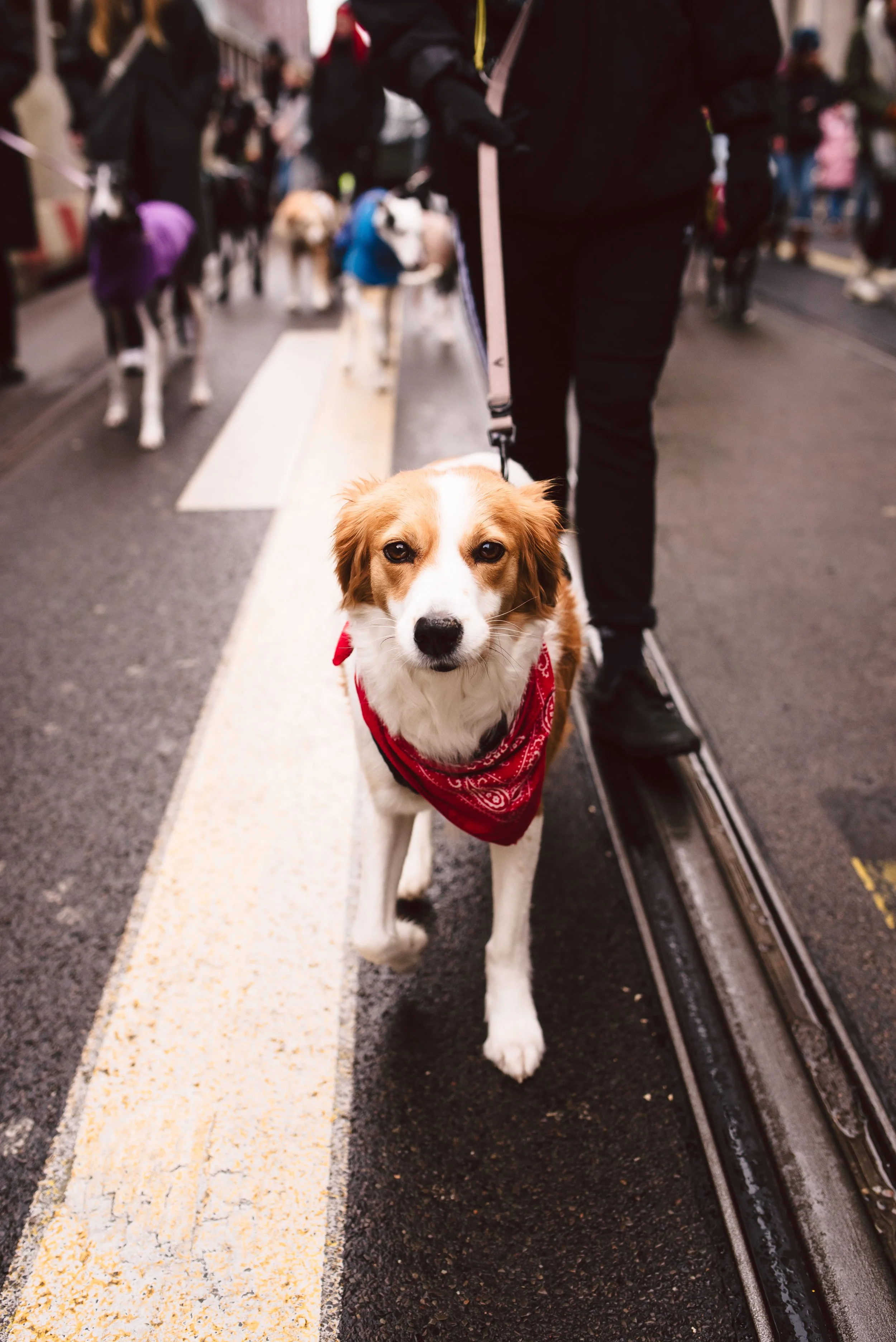 Berliner Galgomarsch 2025 ©Fotosally | www.fotosally.de