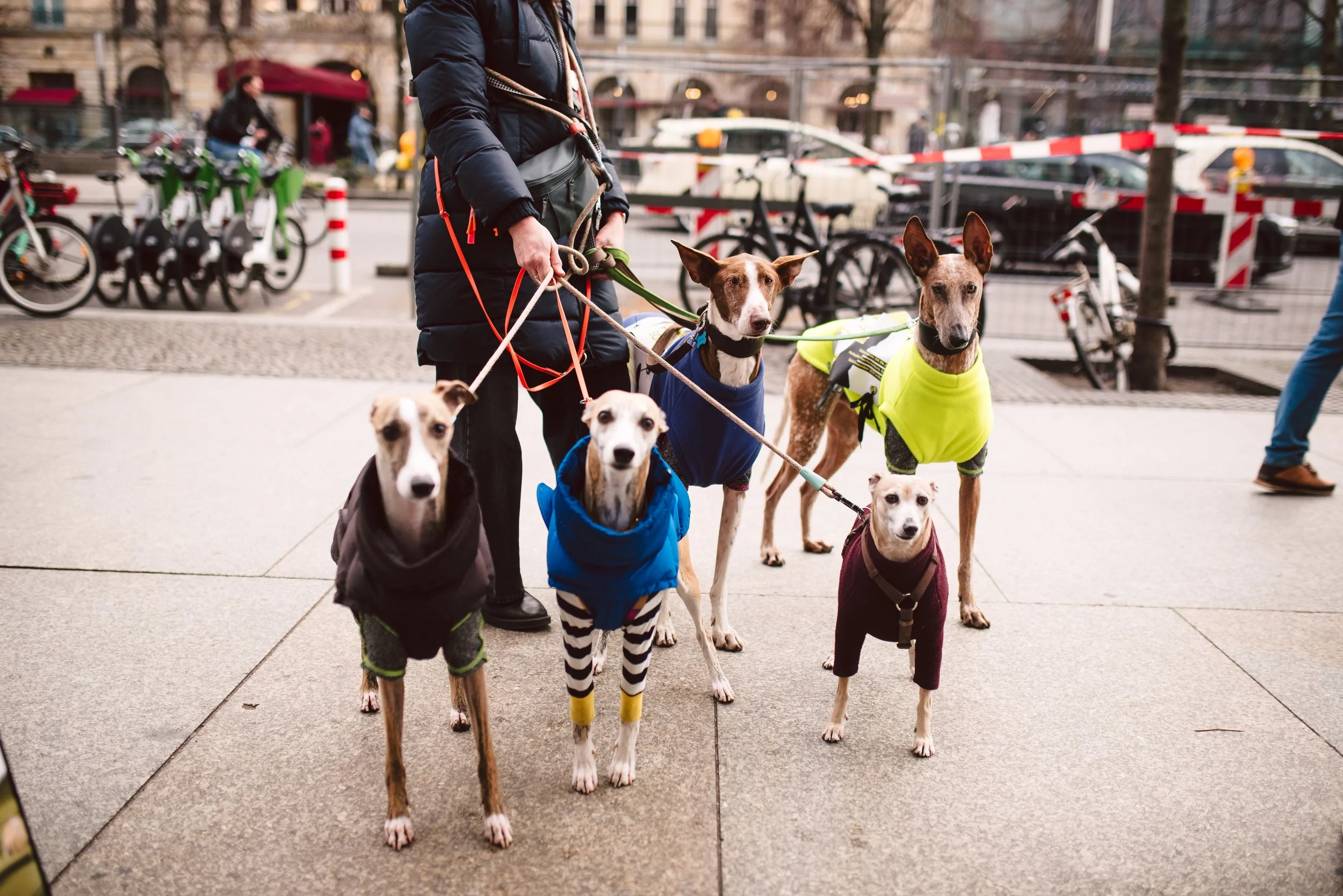 Berliner Galgomarsch 2025 ©Fotosally | www.fotosally.de