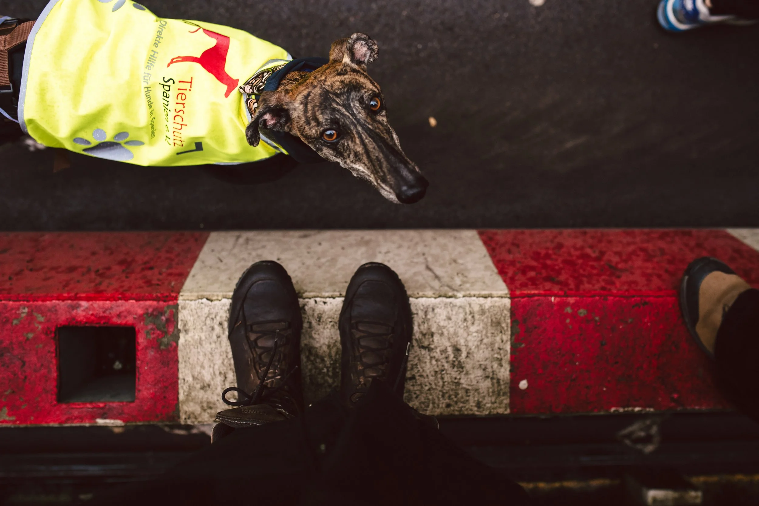 Berliner Galgomarsch 2025 ©Fotosally | www.fotosally.de