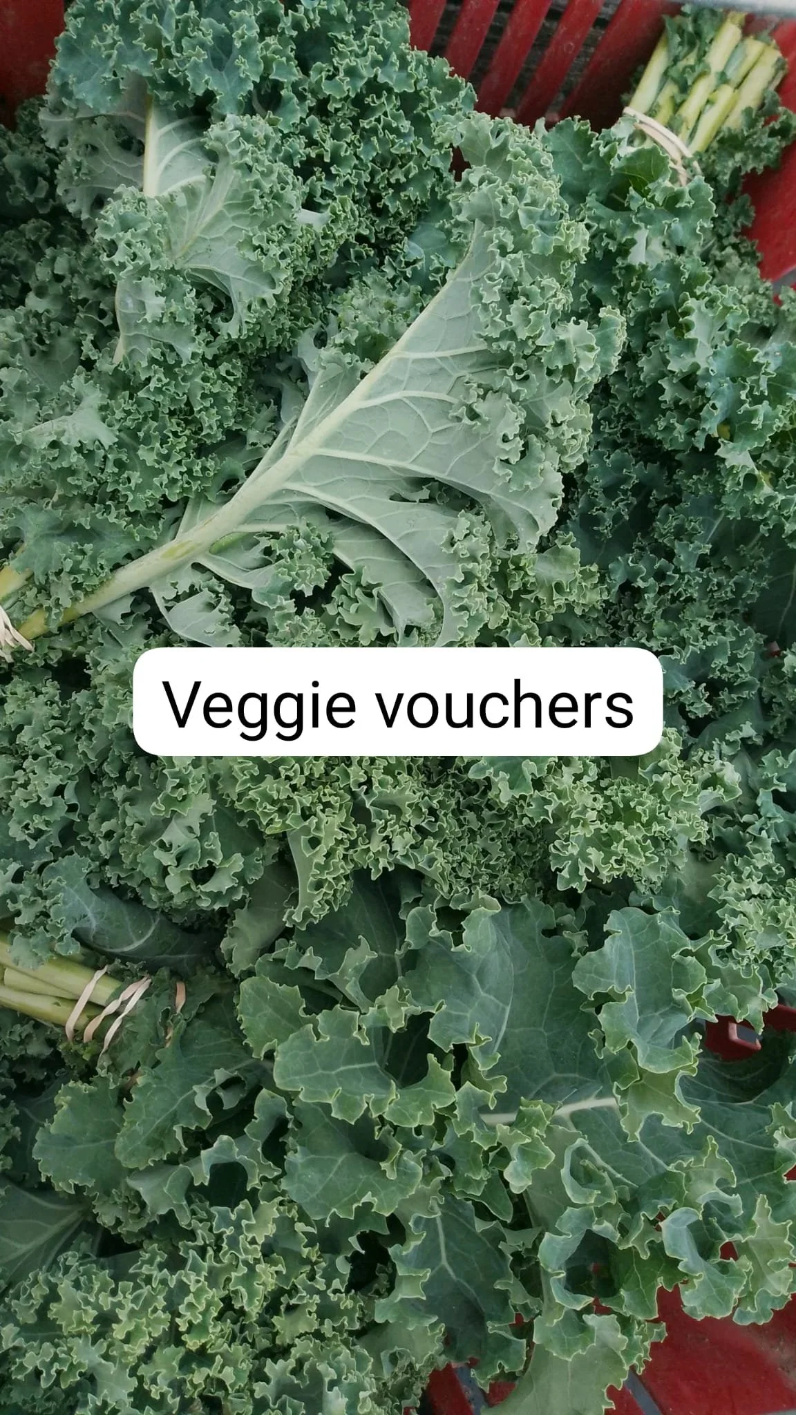 Veggie Vouchers donation