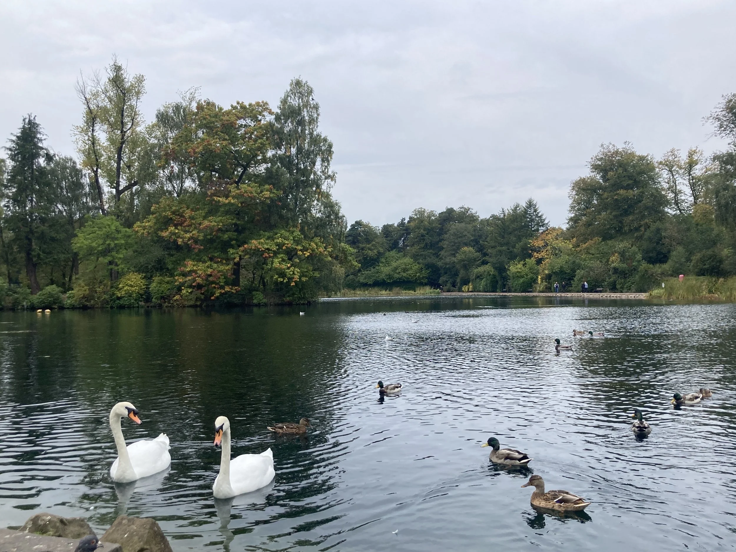 Rouken Glen Park autumn 1.jpeg