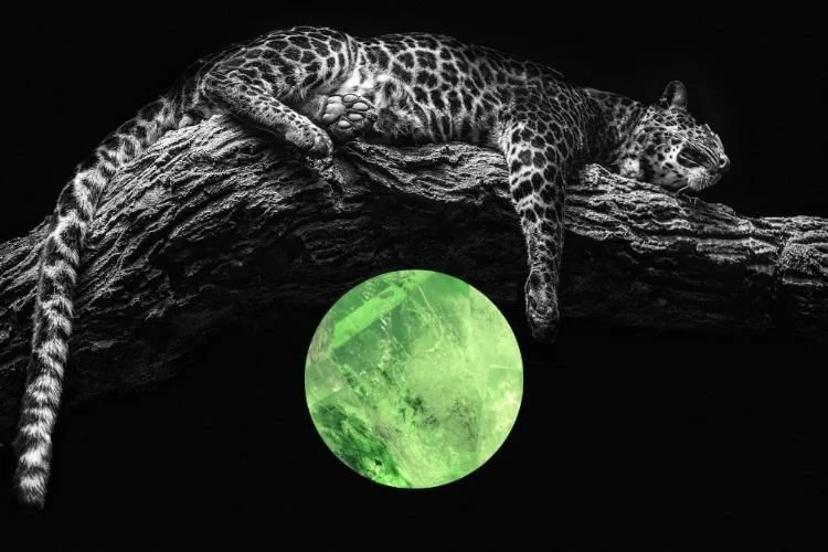 a leopard sleeps outstretched on a tree branch, collaged with bright green peridot crystal sphere below