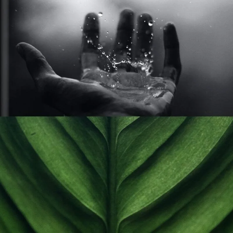a drop of water sprays droplets as it bounces off an extended palm, collaged with a deep green leaf below