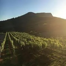 Frances Eliza at Victoria Valley Vineyards 