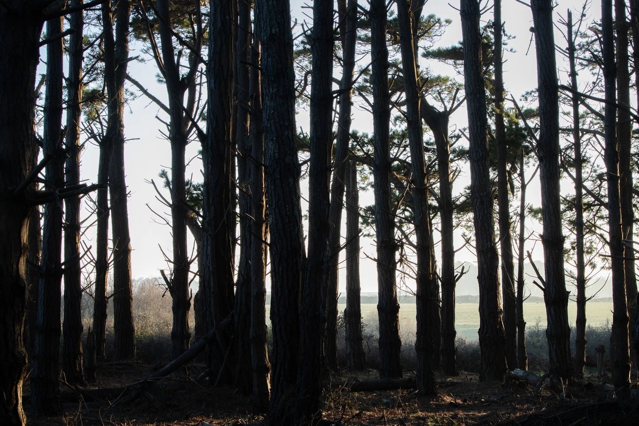 WDS S1E1 Gibenol 18.jpg