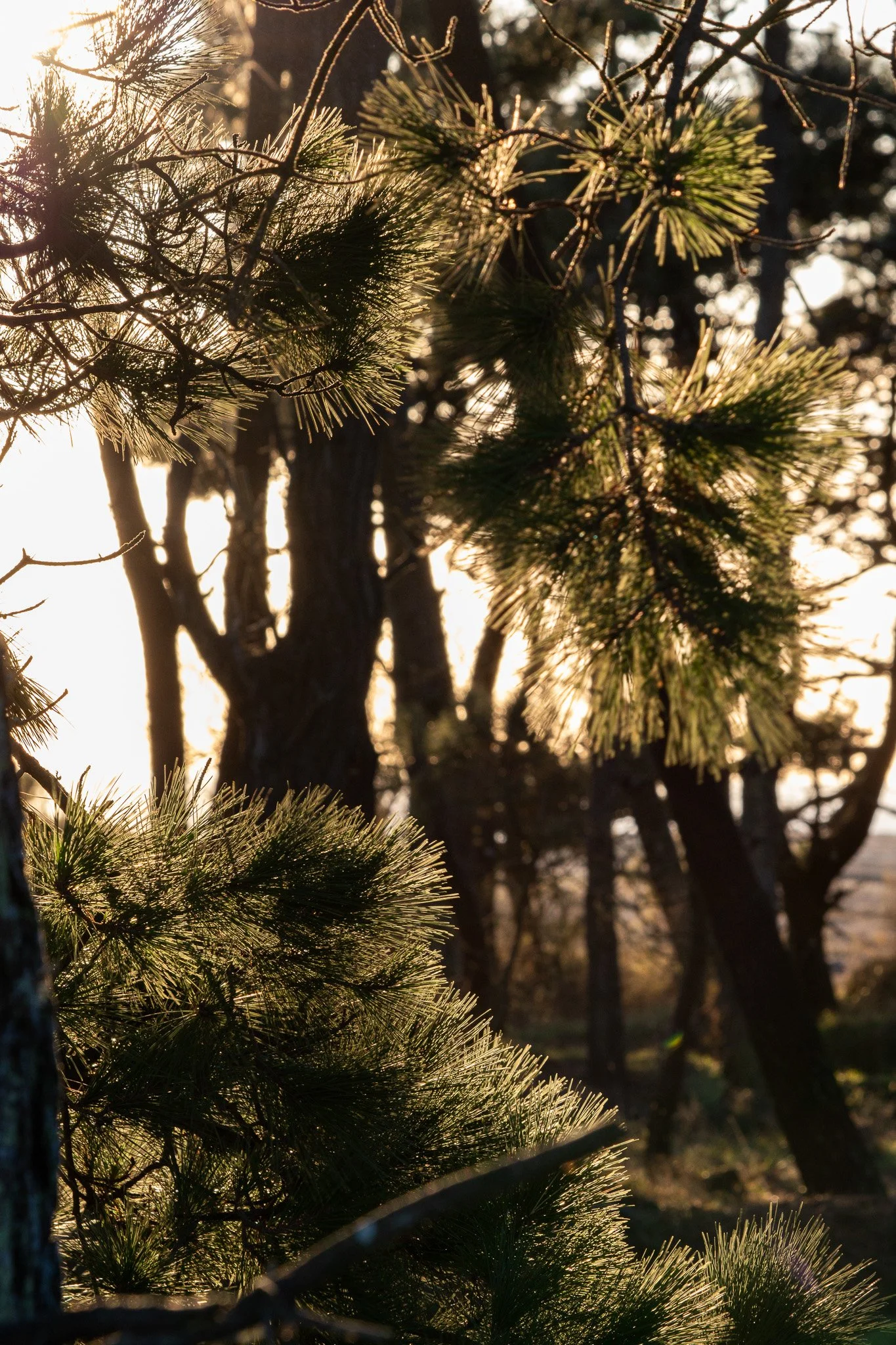 WDS S1E1 Gibenol 6.jpg