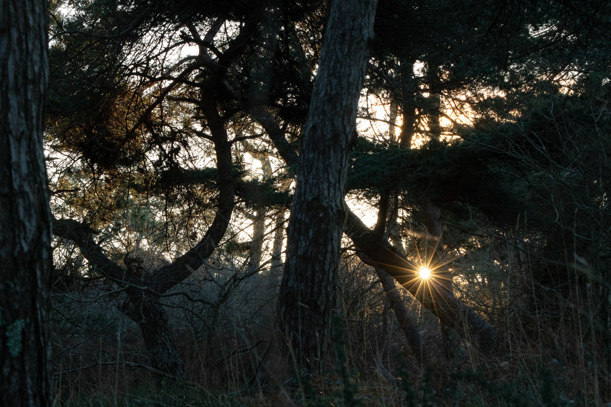 WOODIES - S1 E1 - Janvier - Sunrise