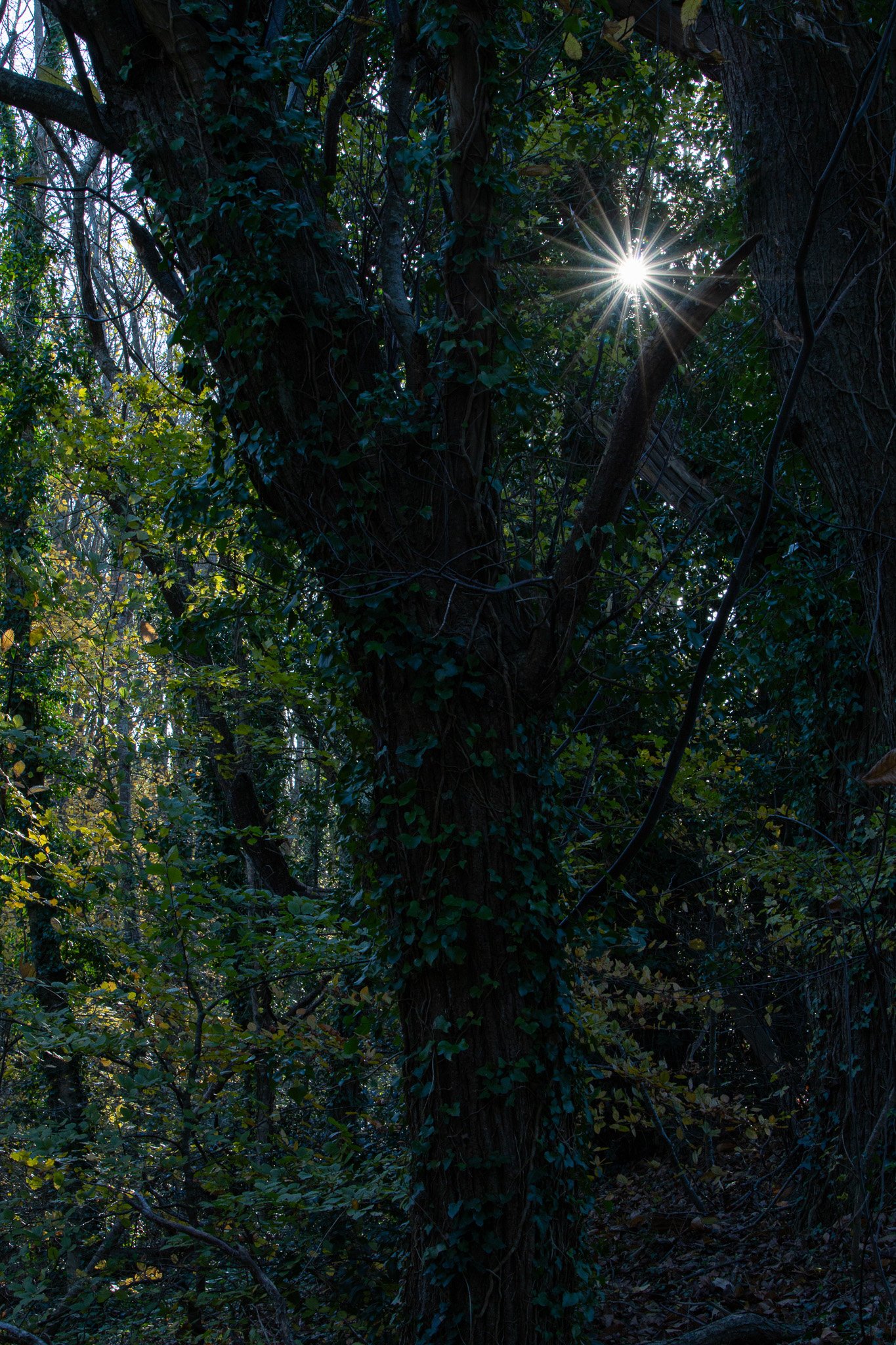 WDS S1E1 Gibenol 2.jpg