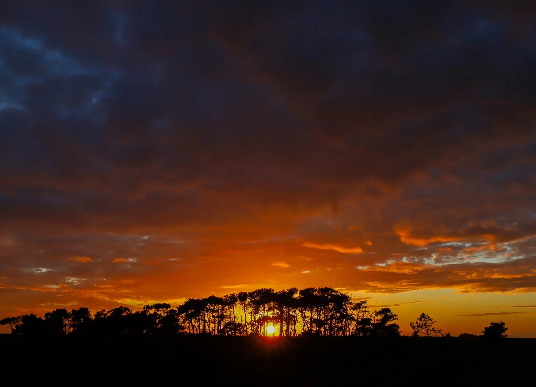 Arbres en ciel .jpg