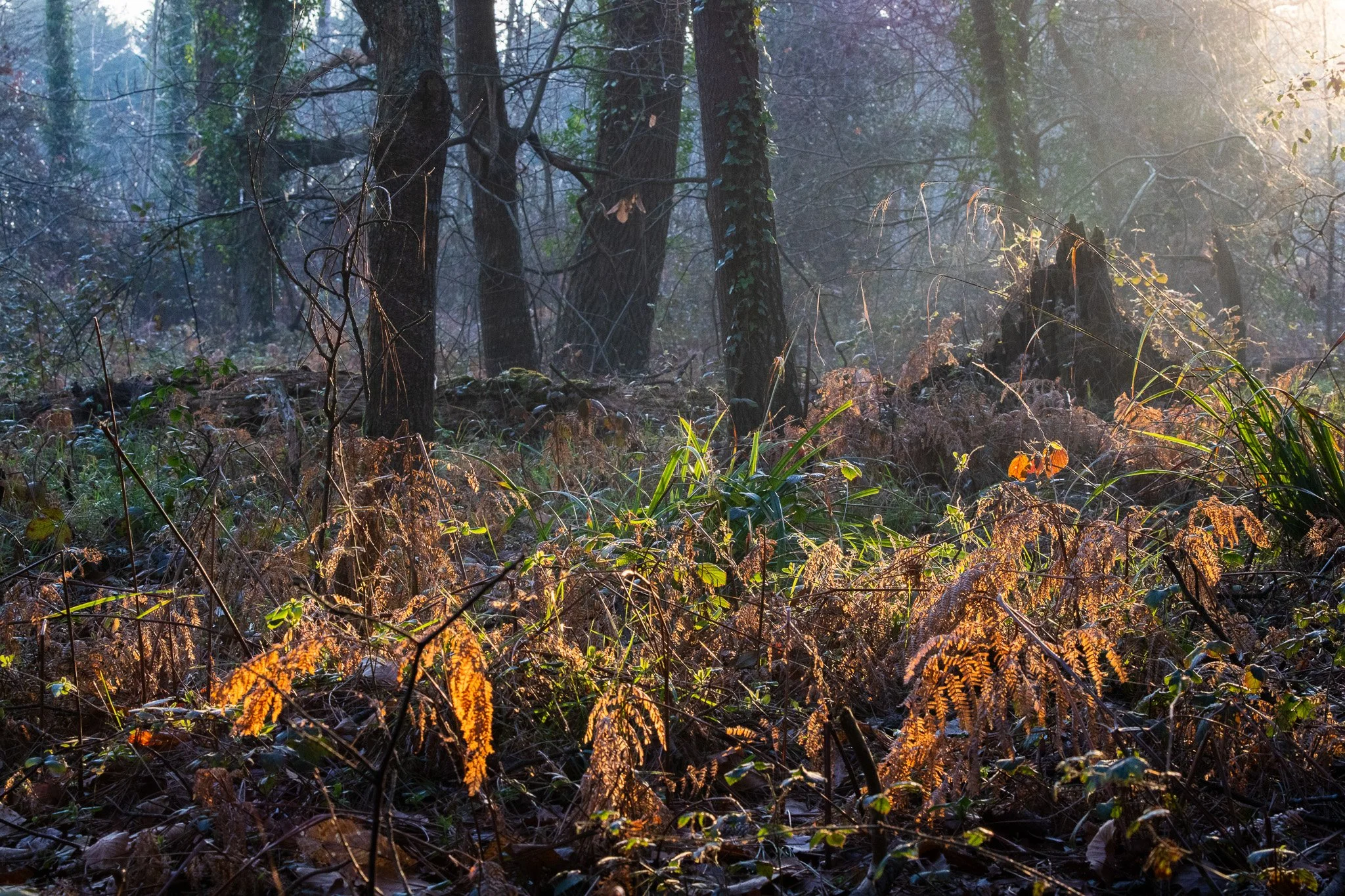 WDS S1E1 Gibenol 15.jpg