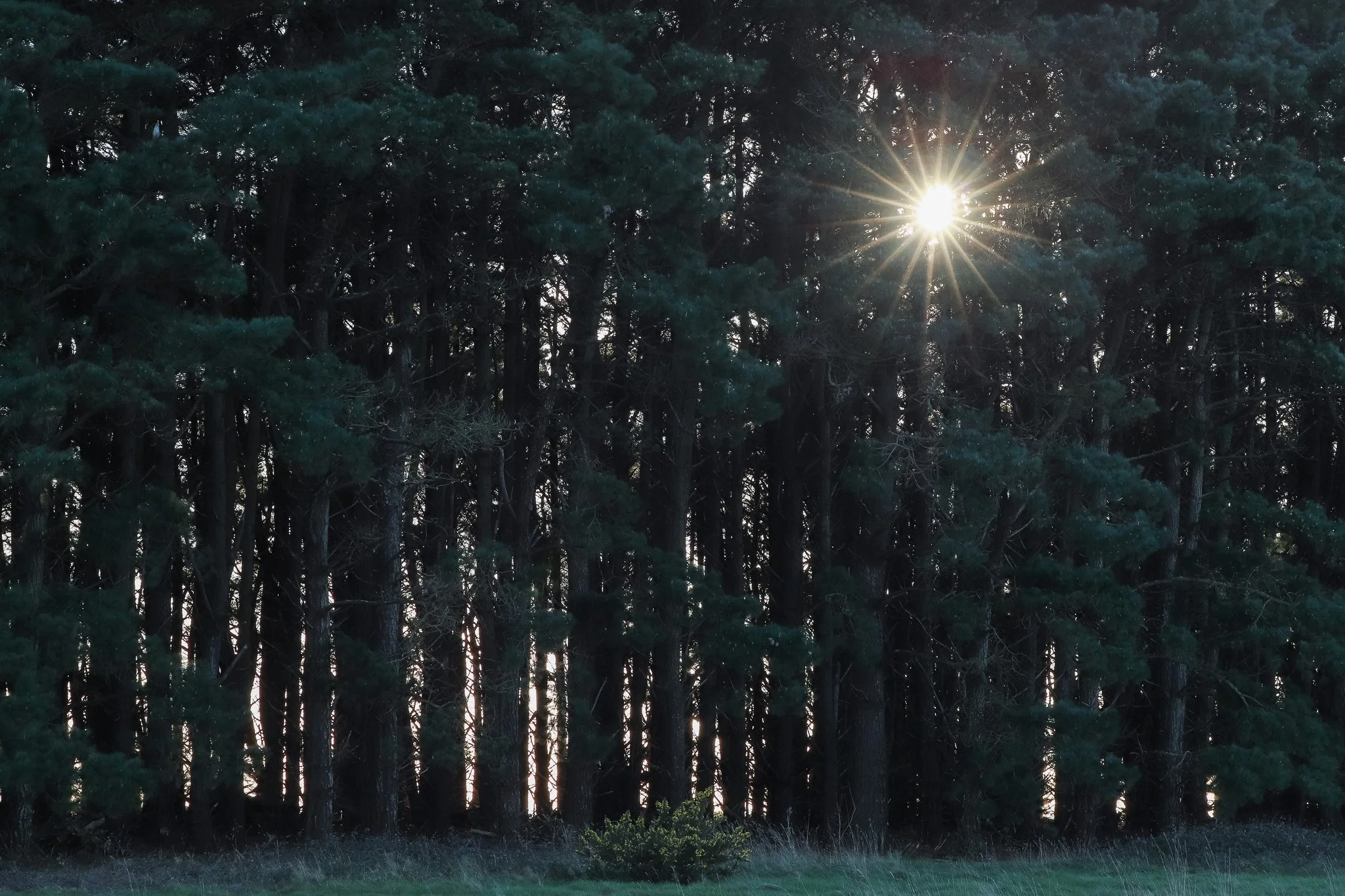 WOODIES - S1 E1 - Janvier - Sunset