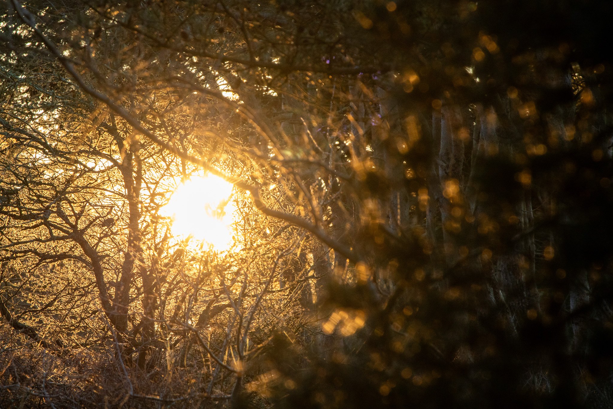 WDS S1E1 Gibenol 9.jpg