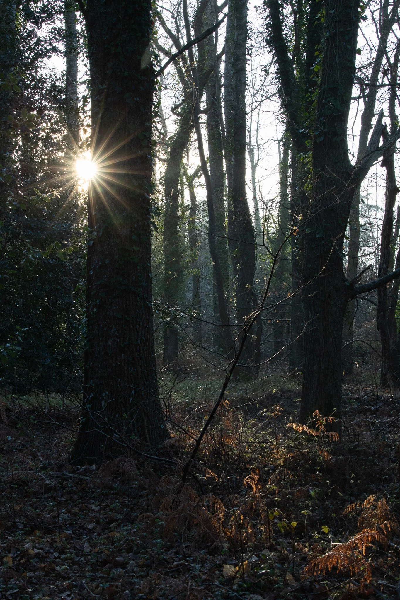 WDS S1E1 Gibenol 14.jpg