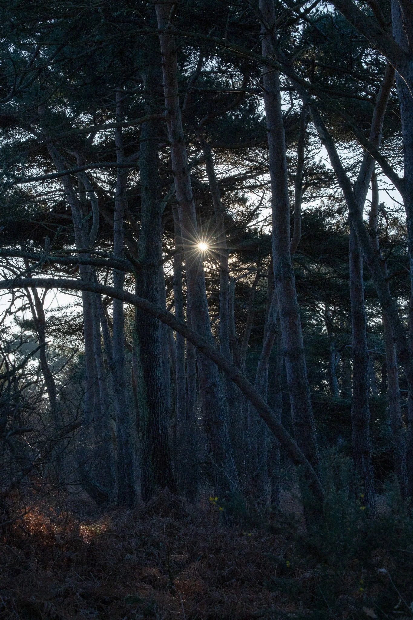 WDS S1E1 Gibenol 8.jpg