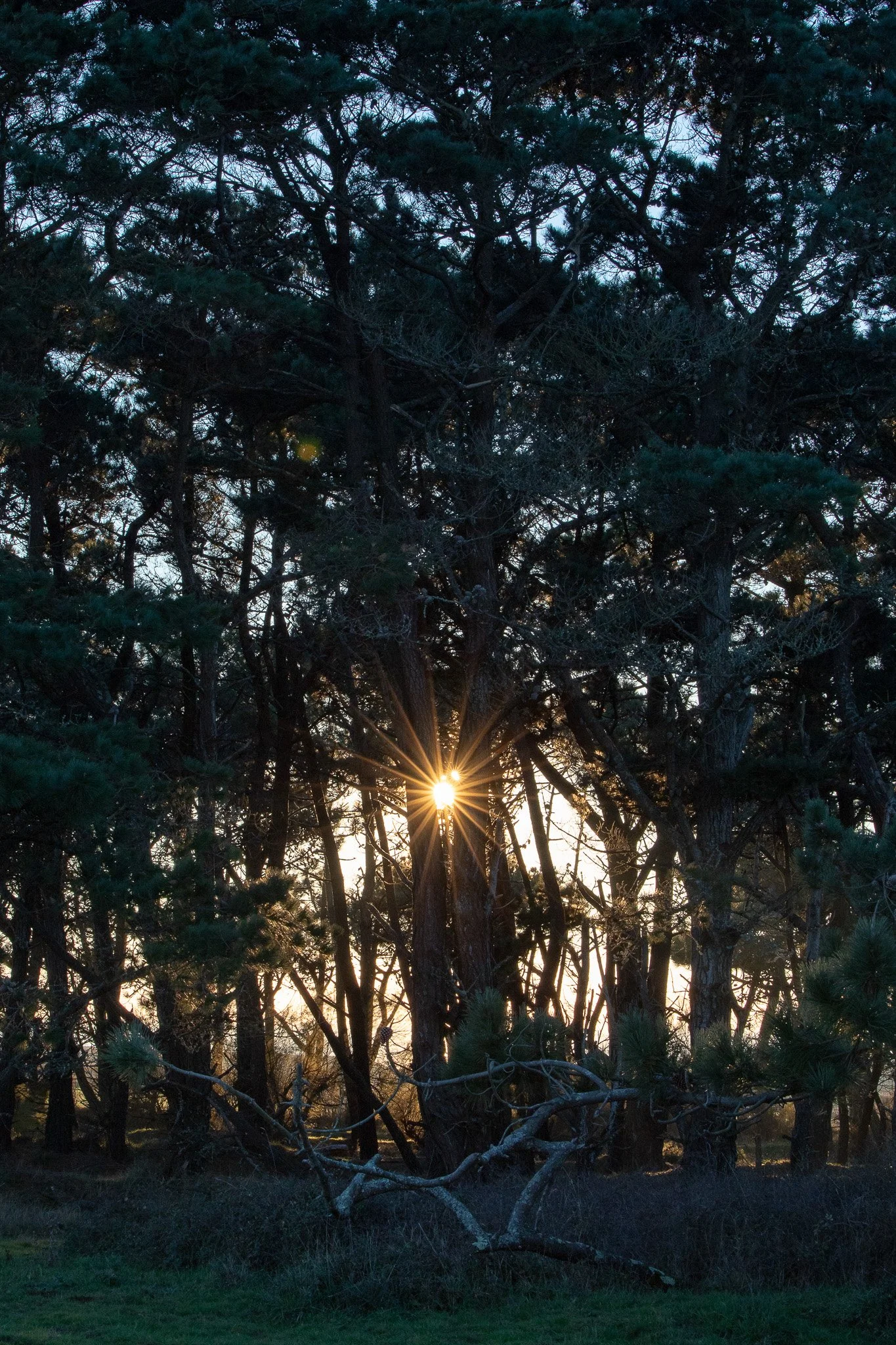 WOODIES - Arborer la lumière d'une île