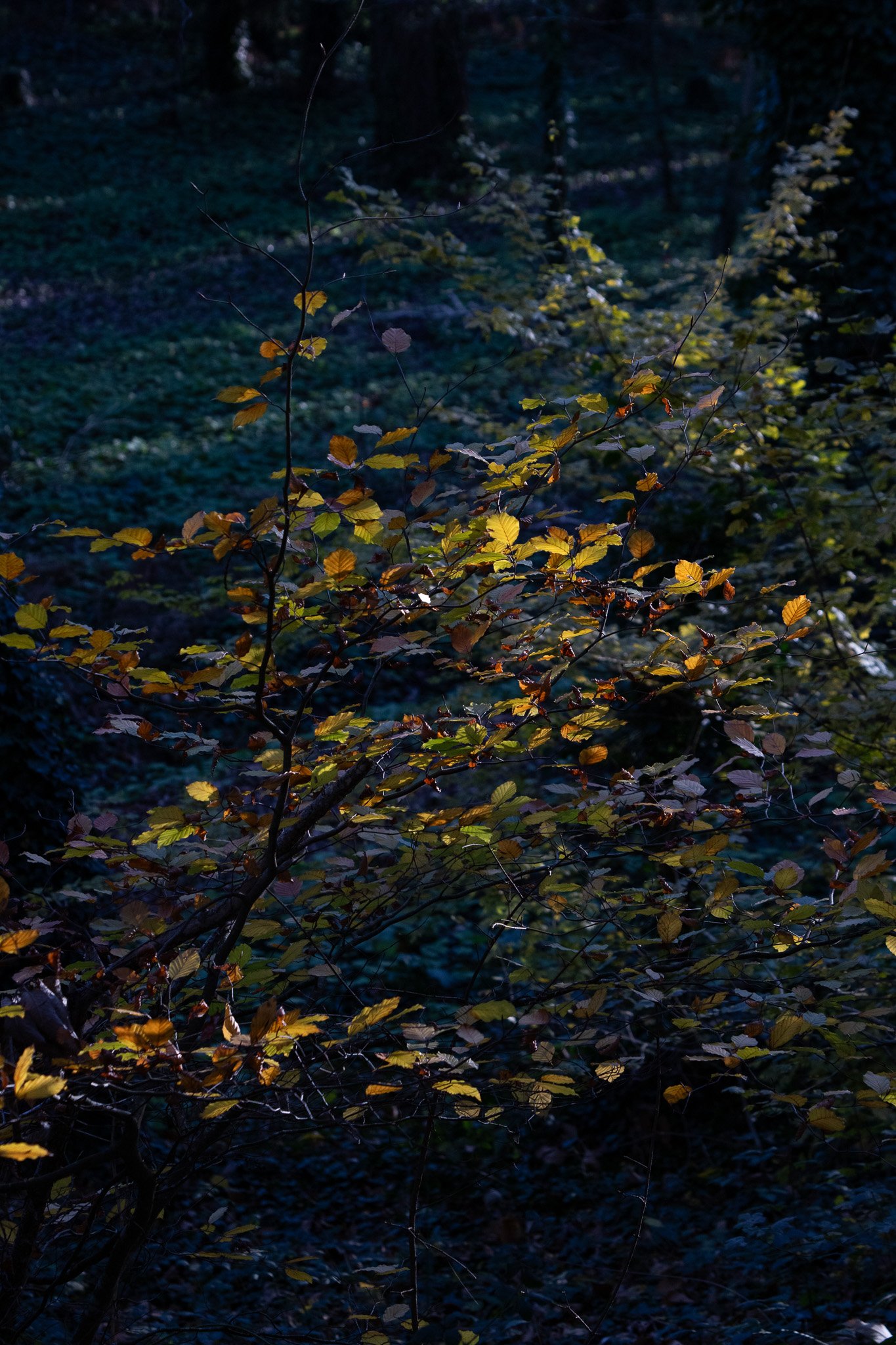 WDS S1E1 Gibenol 3.jpg