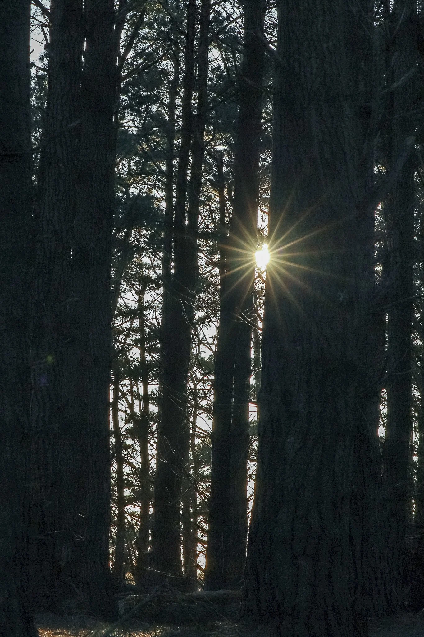 WDS S1E1 Gibenol 11.jpg