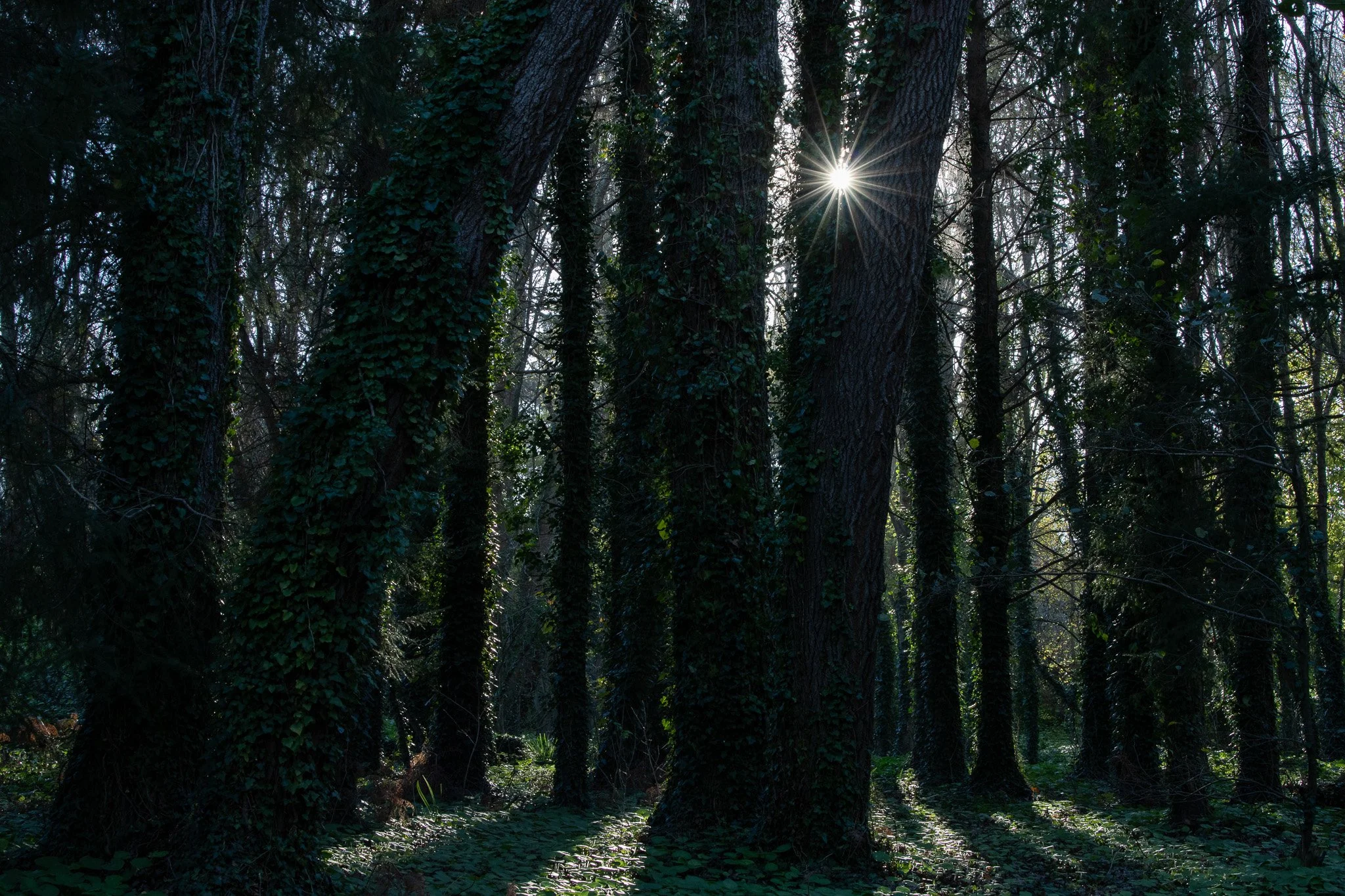 WOODIES - S1 E1 - Décembre - Sunrise 