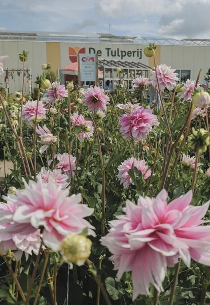 pink dahlias on the stems in front of the sign for De Tulperij
