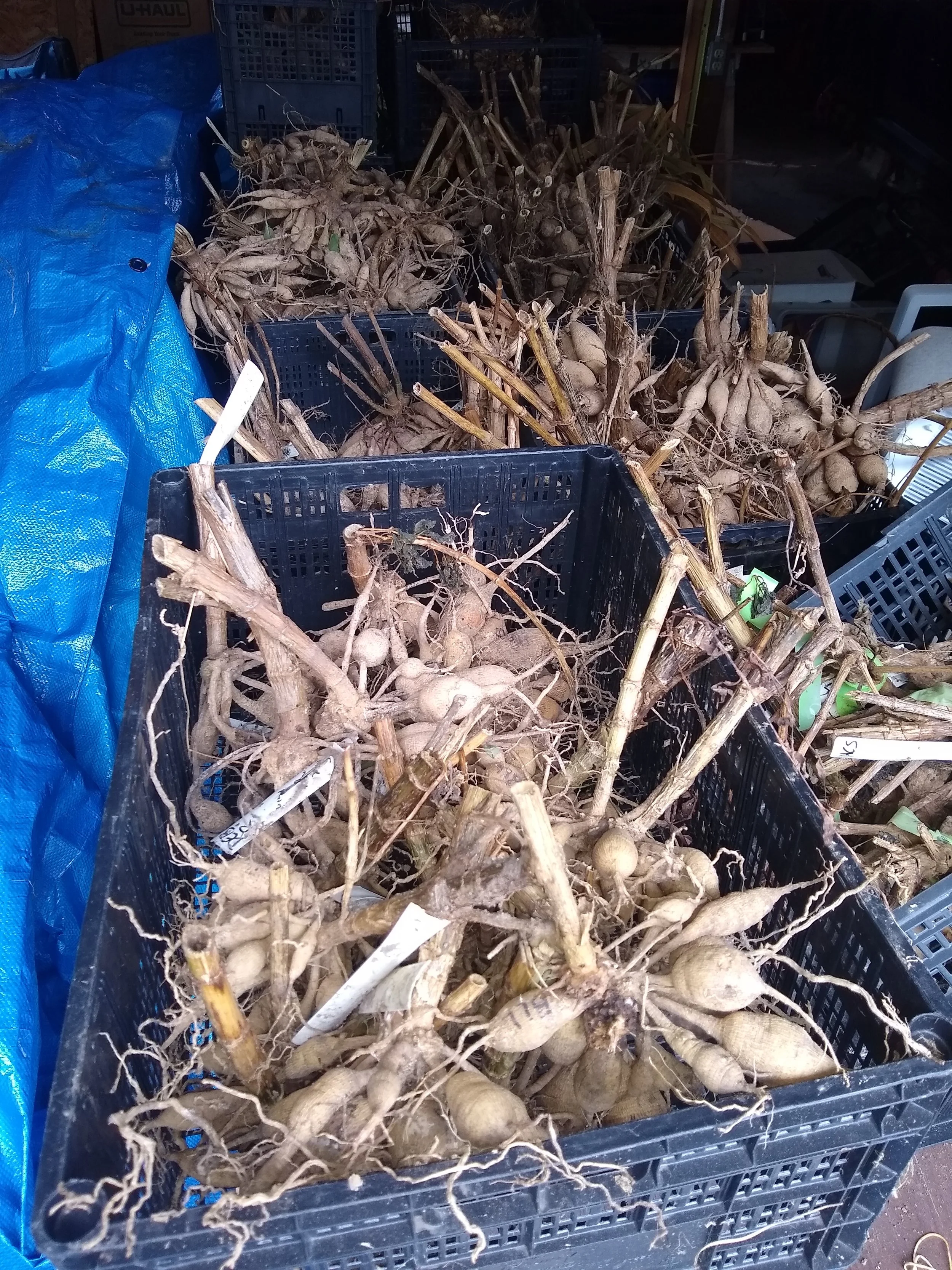 Dahlia Tubers, unpotted