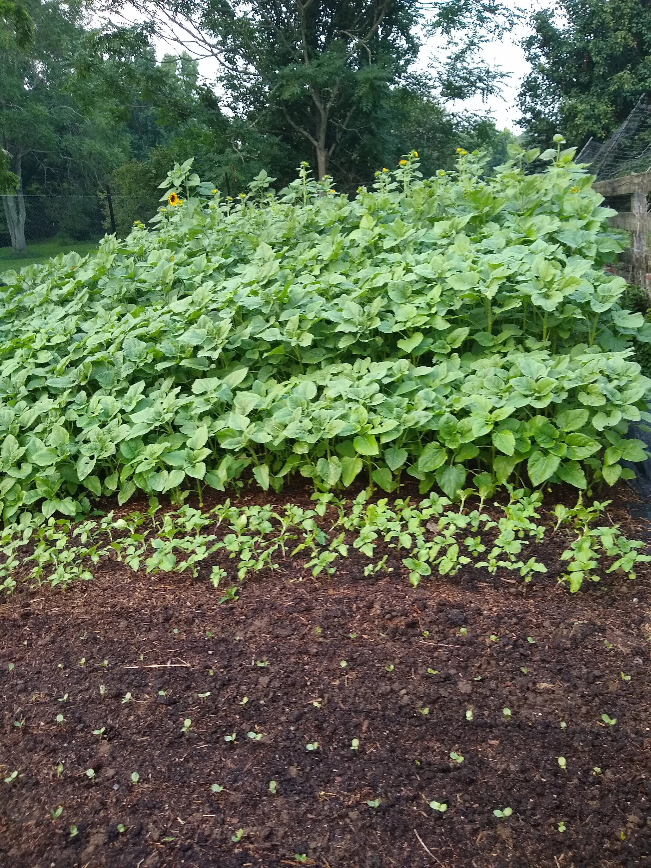 Sunflower successions