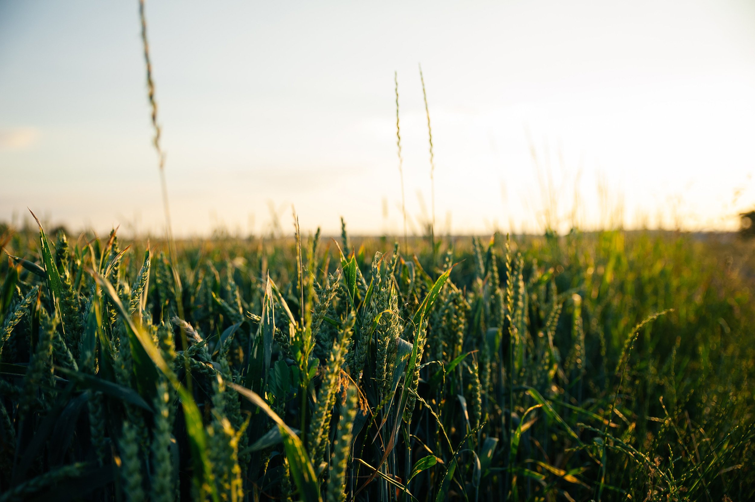 Spring Cereals and Cover Crops