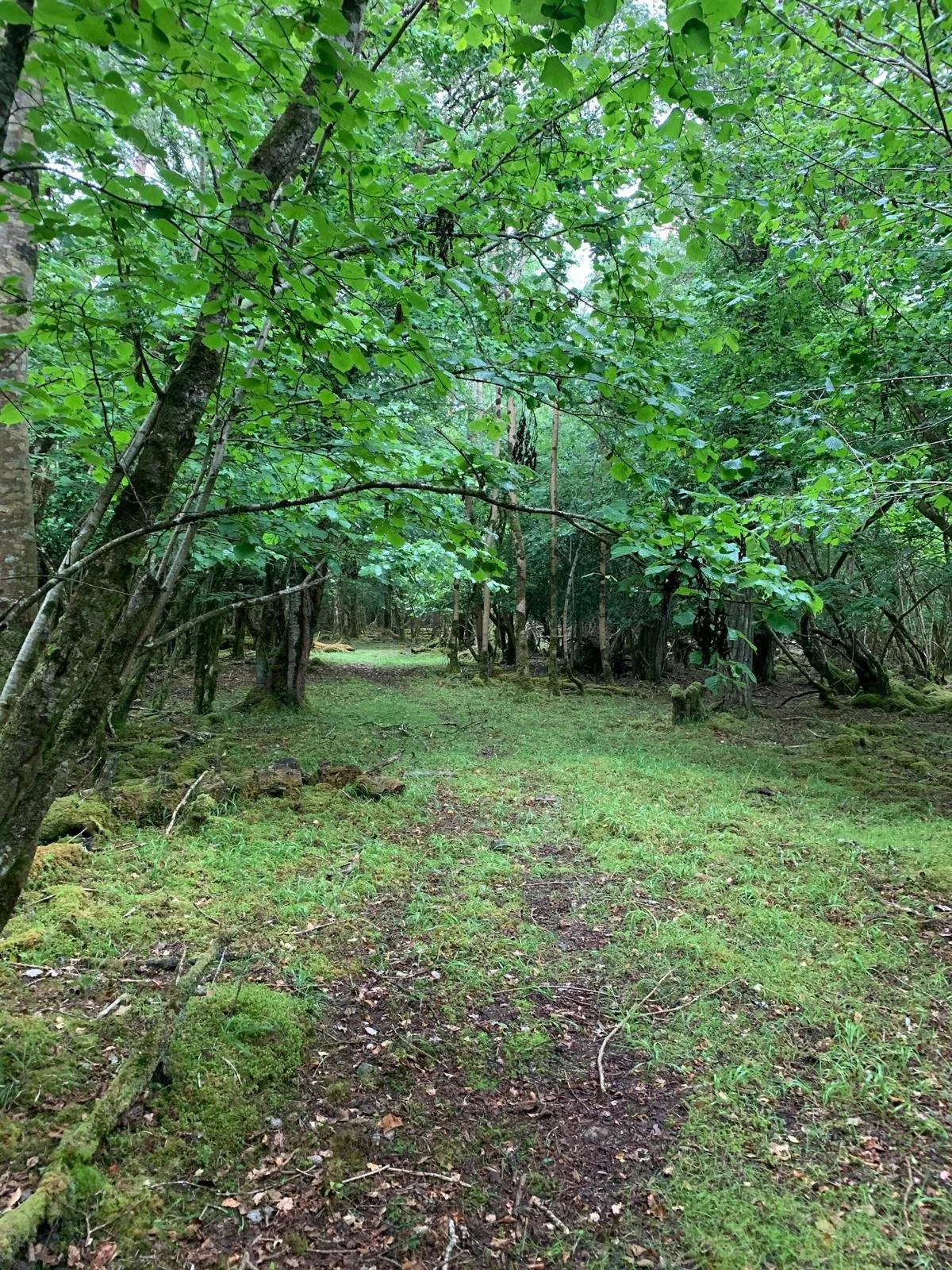 A forest trail surrounded by lush green trees and ground covered in moss and small plants.