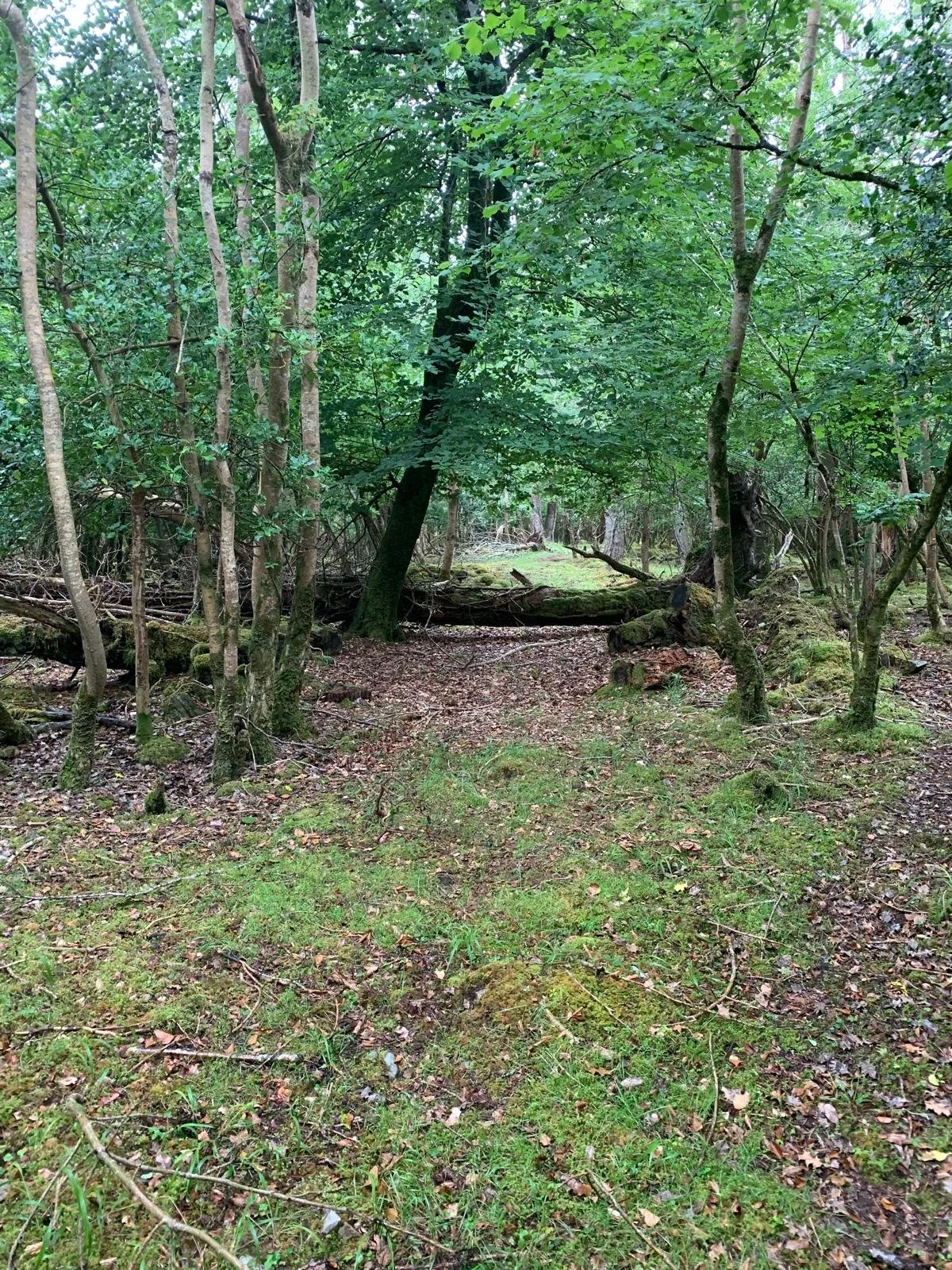 Dense forest with trees and green foliage, dirt path with scattered leaves and small plants, fallen logs, moss, and natural forest ground cover.