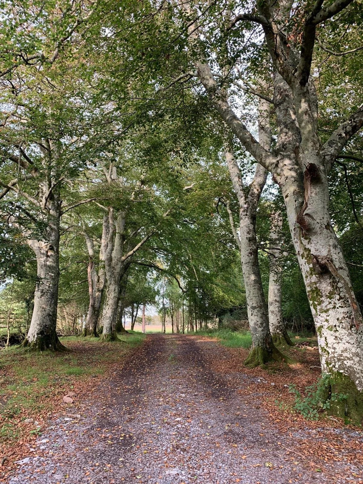 A dirt pathway through a forested area with large trees on both sides, lush green foliage overhead, and leaf litter on the ground.