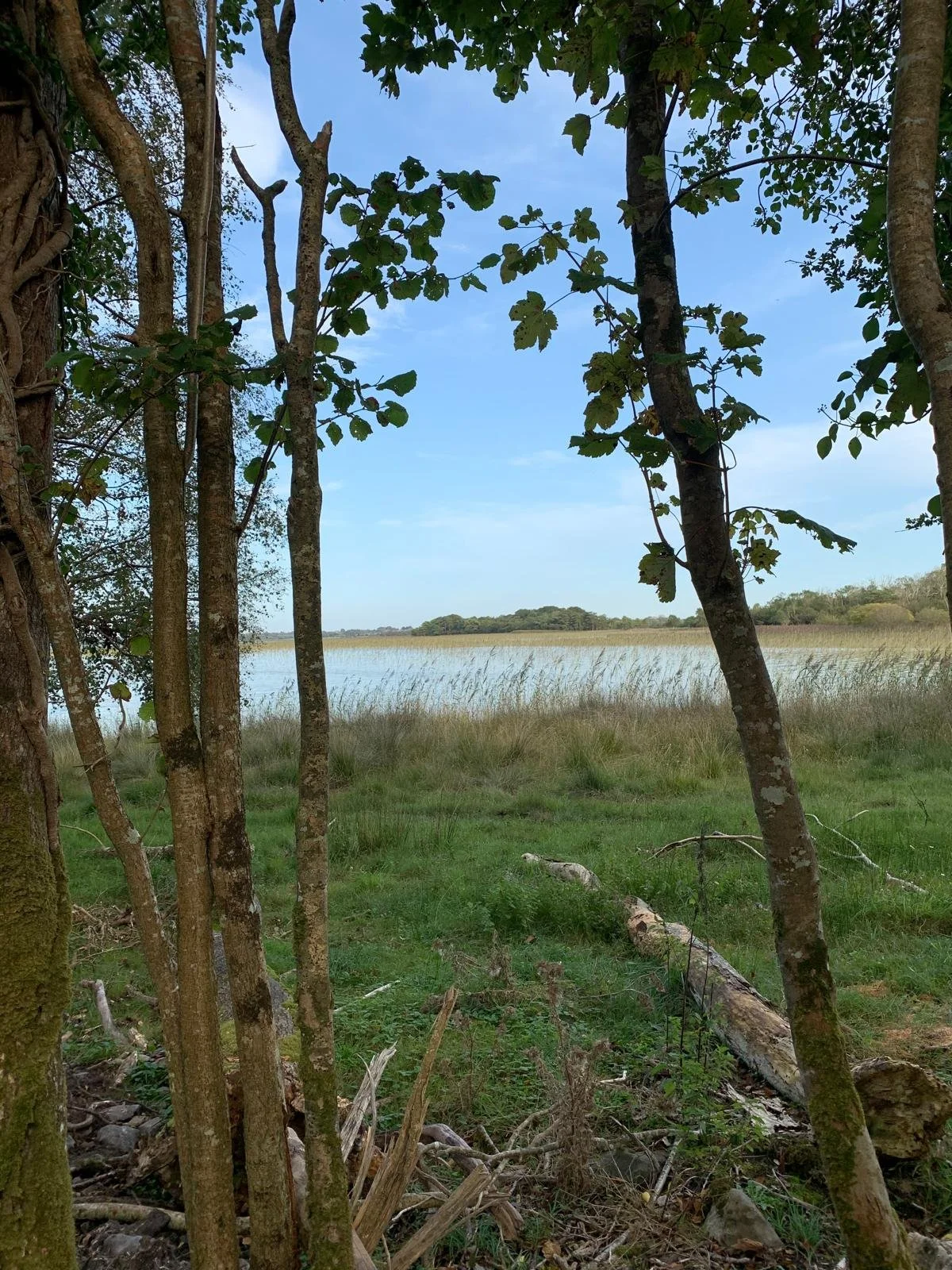View of a calm lake or pond through trees, with grassy shoreline and some fallen logs in the foreground, under a partly cloudy sky.