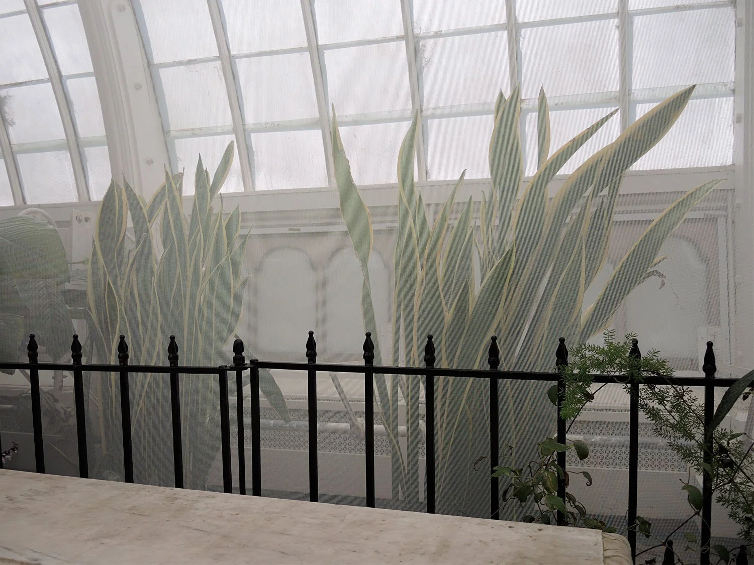 Scenes from the Butterfly Garden  2021